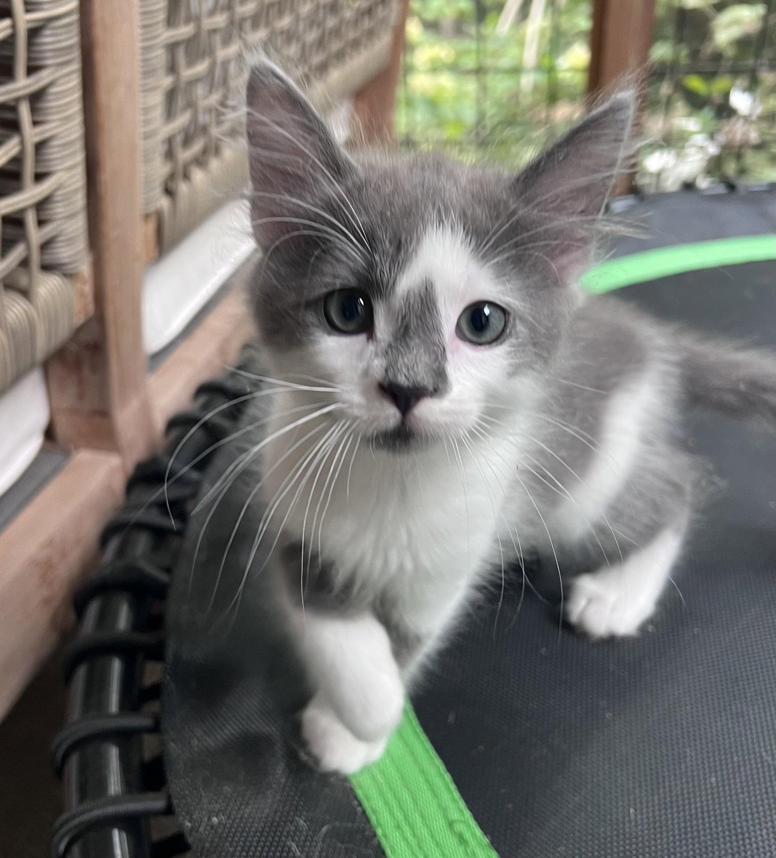 Enlarge Mouse, a Adopted Domestic Medium Hair in Pittsboro, NC image 3/3