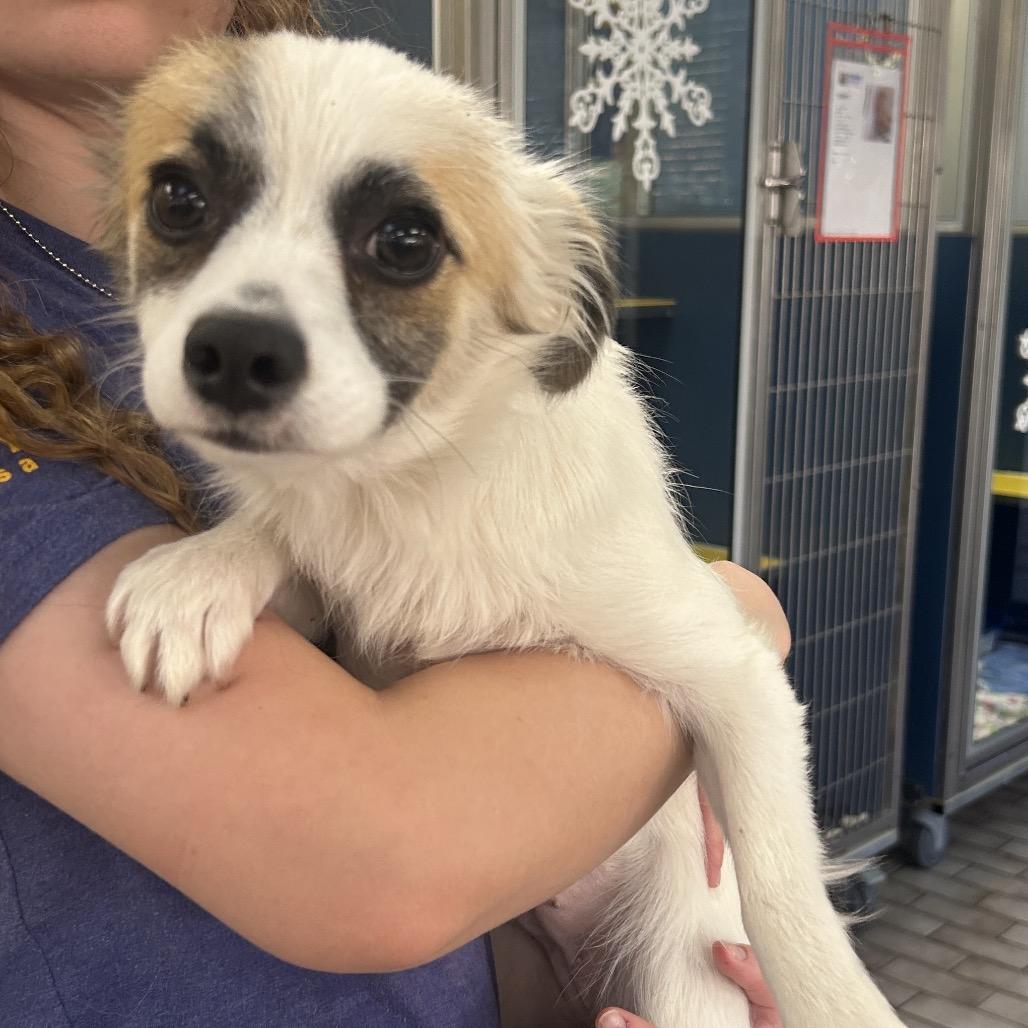 Tina, Adoptable, Young Female Chihuahua.