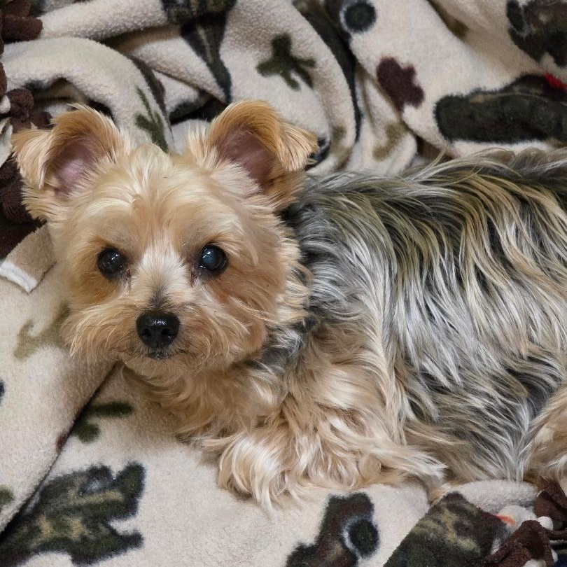 Enlarge Jazz, a ADOPTABLE Yorkshire Terrier in Phenix City, AL image 3/4