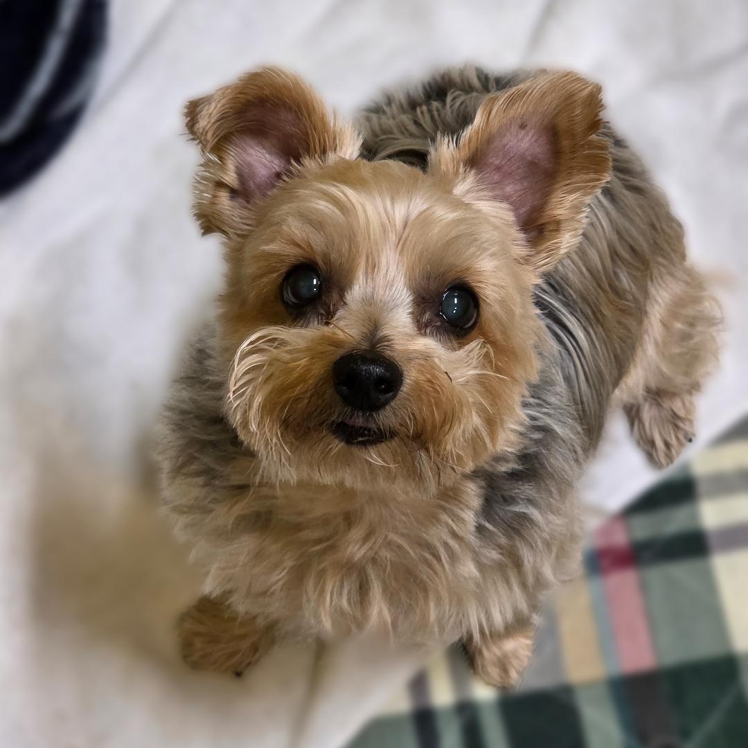 Jazz, ADOPTABLE, Senior Female Yorkshire Terrier.