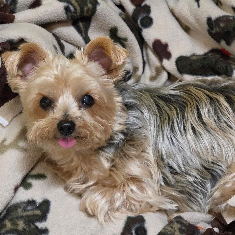 Enlarge Jazz, a ADOPTABLE Yorkshire Terrier in Phenix City, AL image 2/4