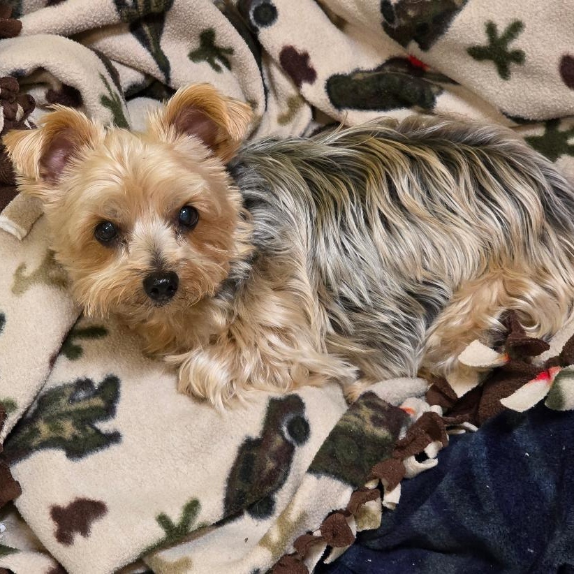 Enlarge Jazz, a ADOPTABLE Yorkshire Terrier in Phenix City, AL image 4/4