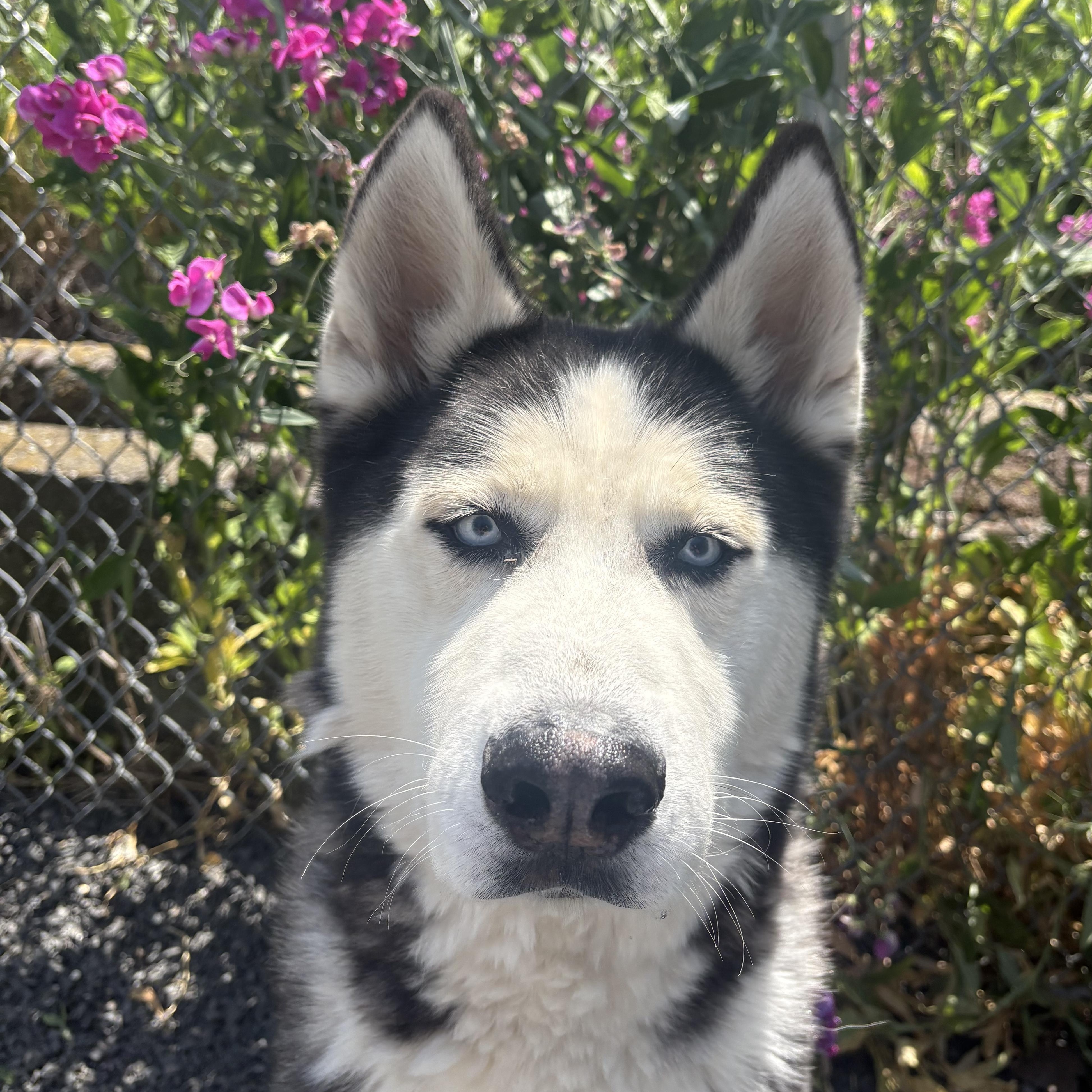 Enlarge Dutton, a ADOPTABLE mixed breed in Moscow, ID image 2/4