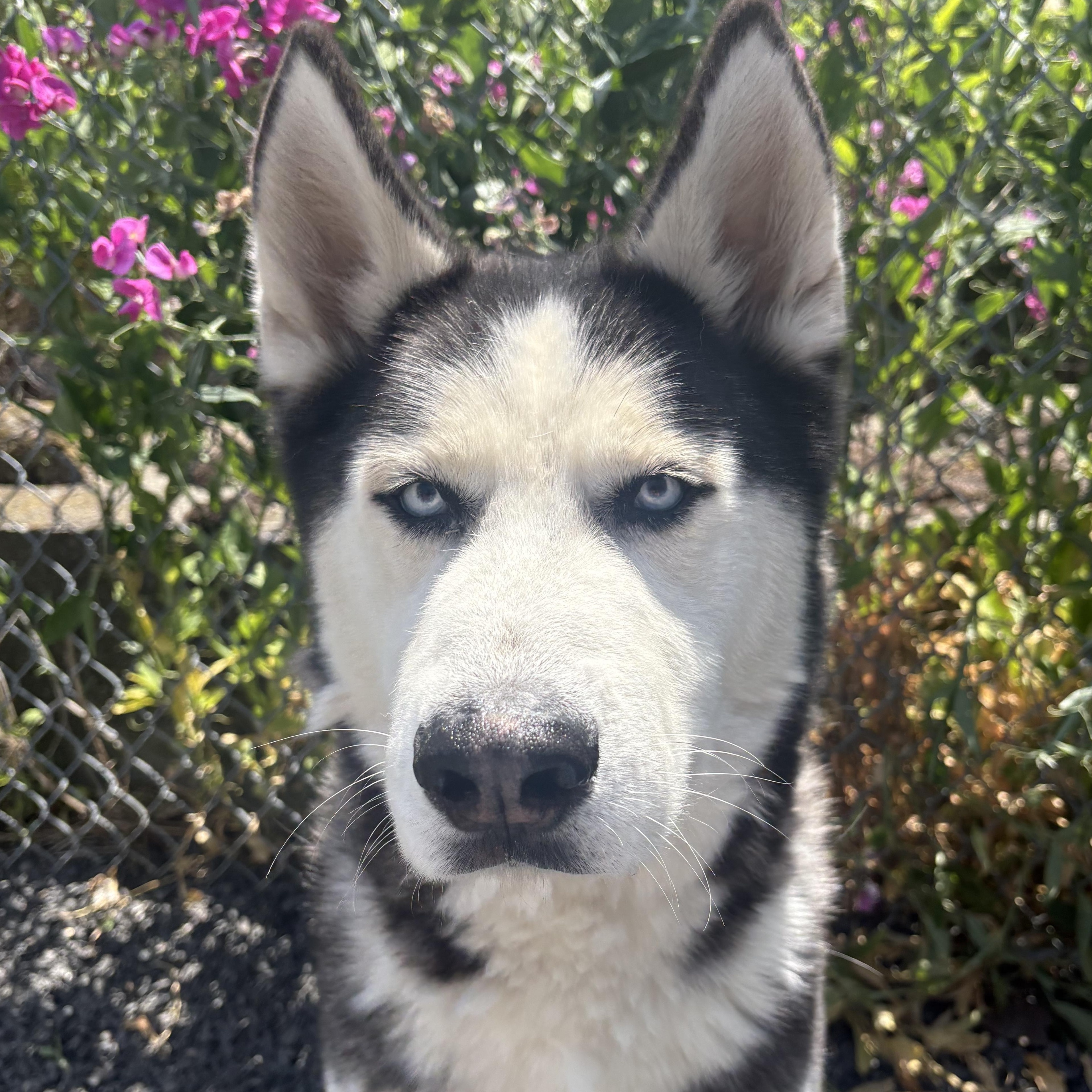 Enlarge Dutton, a ADOPTABLE mixed breed in Moscow, ID image 3/4