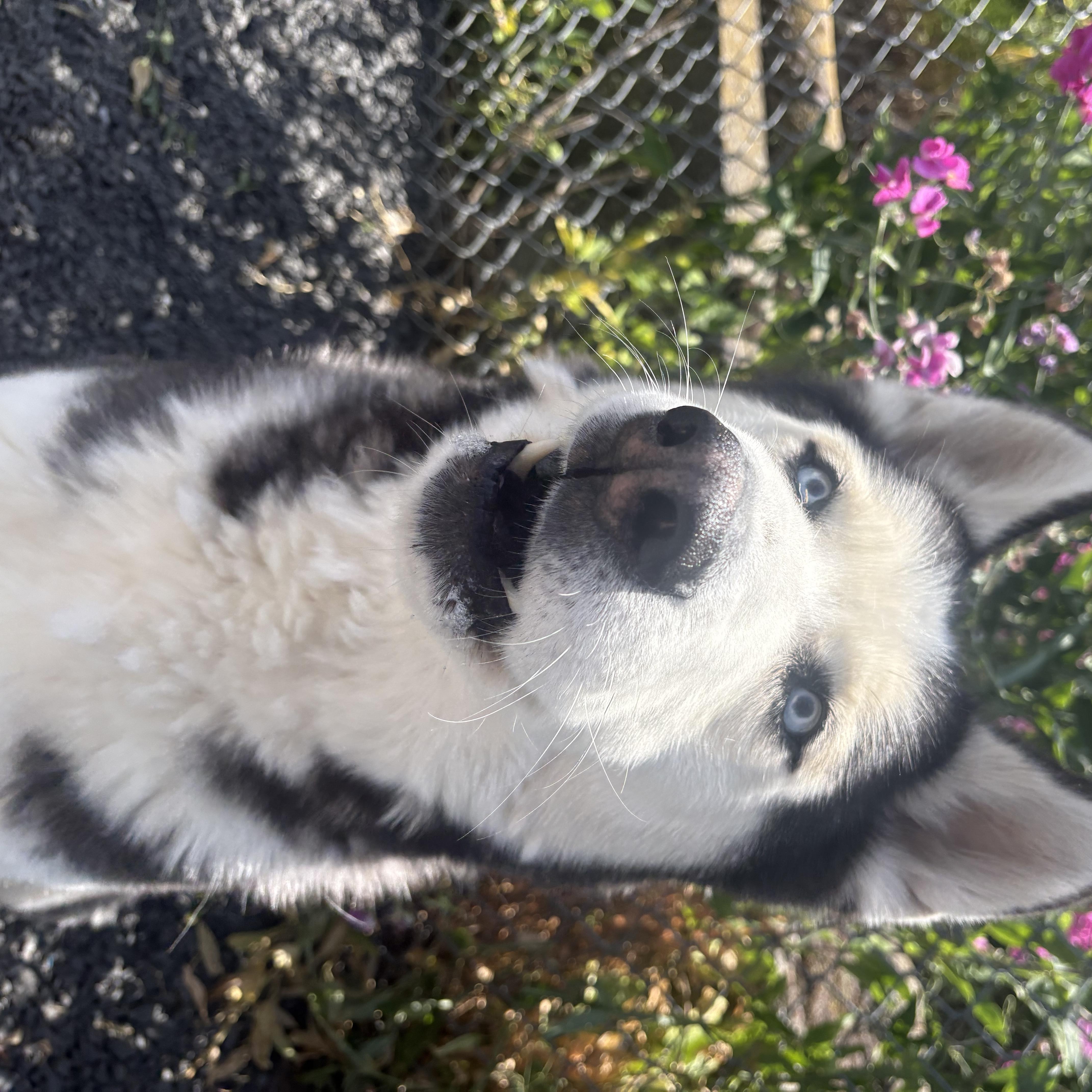 Enlarge Dutton, a ADOPTABLE mixed breed in Moscow, ID image 4/4