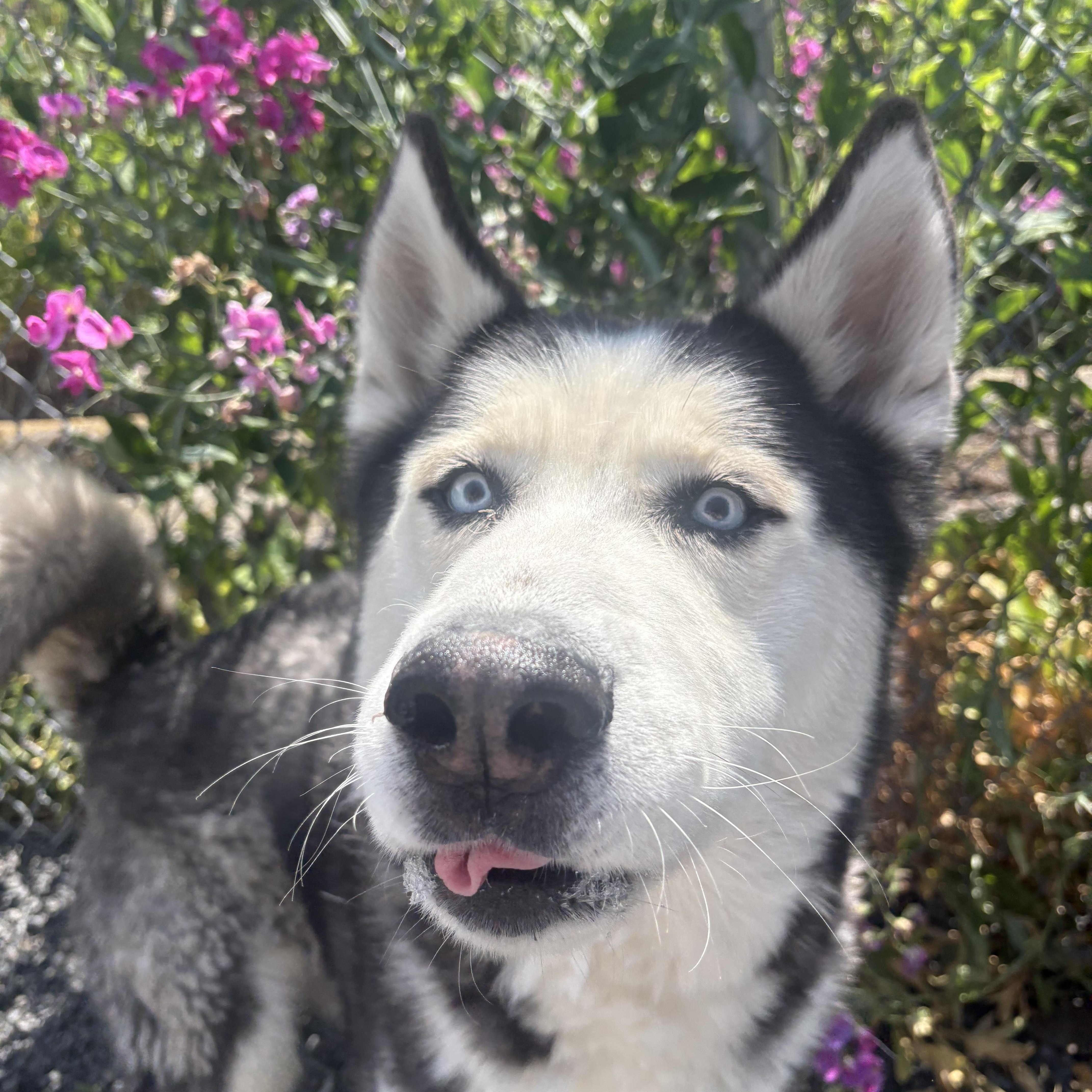 Enlarge Dutton, a ADOPTABLE mixed breed in Moscow, ID image 1/4