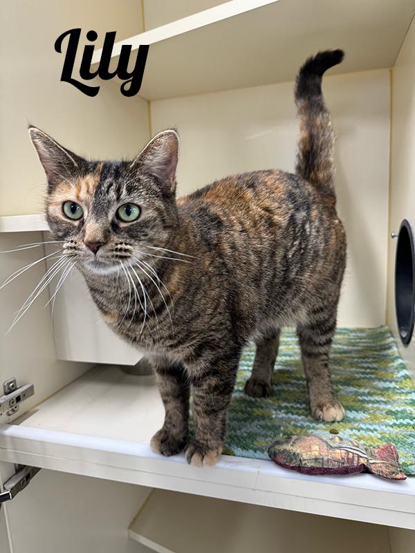 Lily, ADOPTABLE, Adult Female Domestic Short Hair.