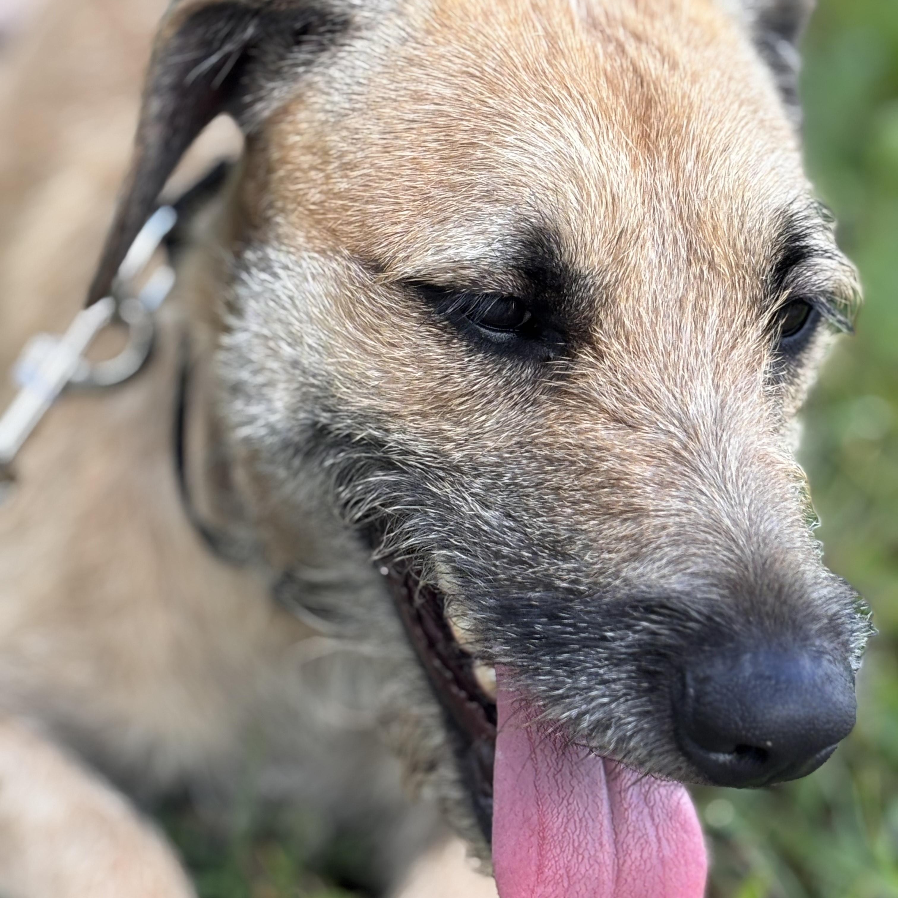 Honey, a Adopted mixed breed in Salem, MO image 5/6