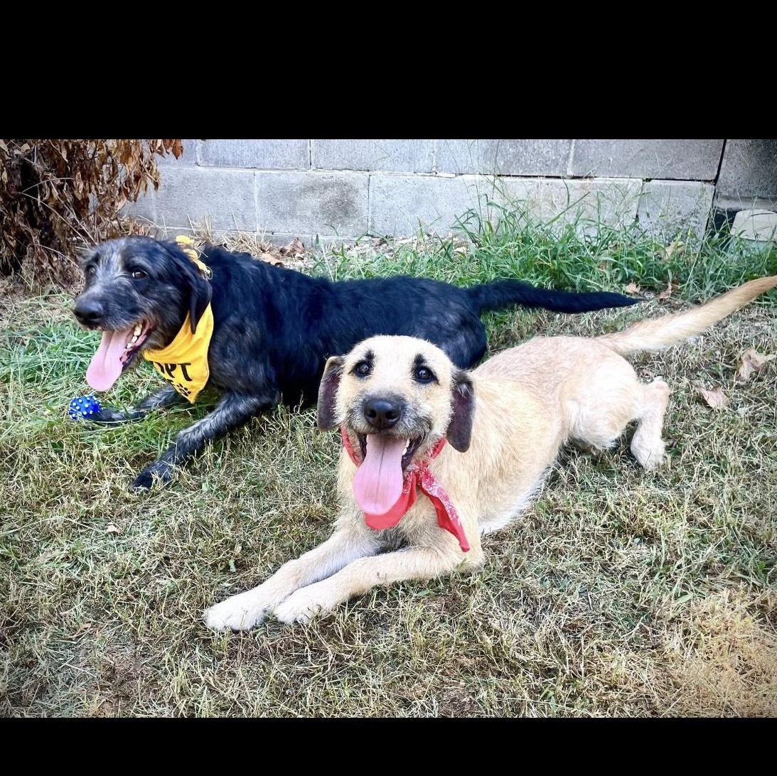 Honey, a Adopted mixed breed in Salem, MO image 4/6