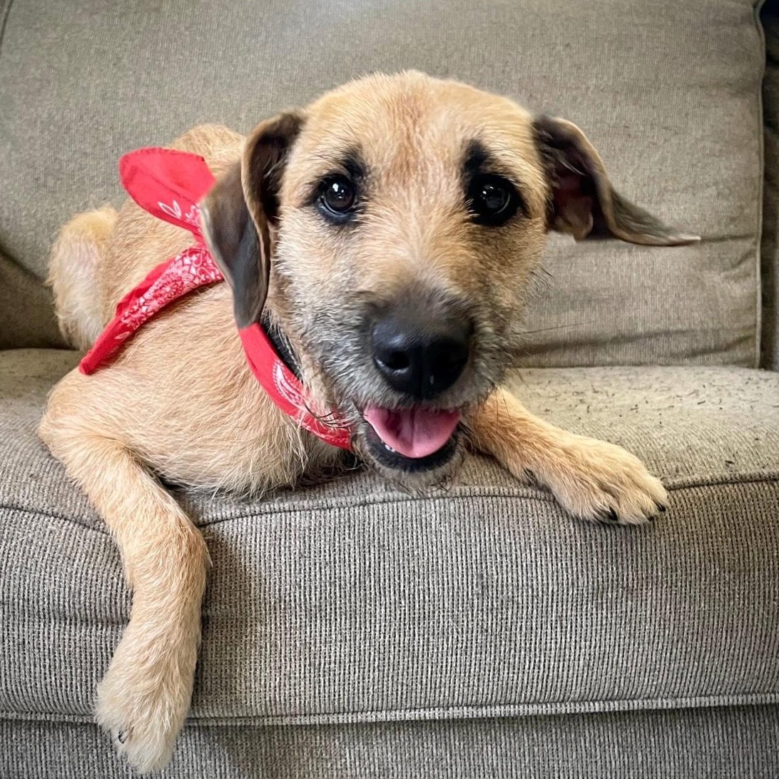 Honey, a Adopted mixed breed in Salem, MO image 1/6