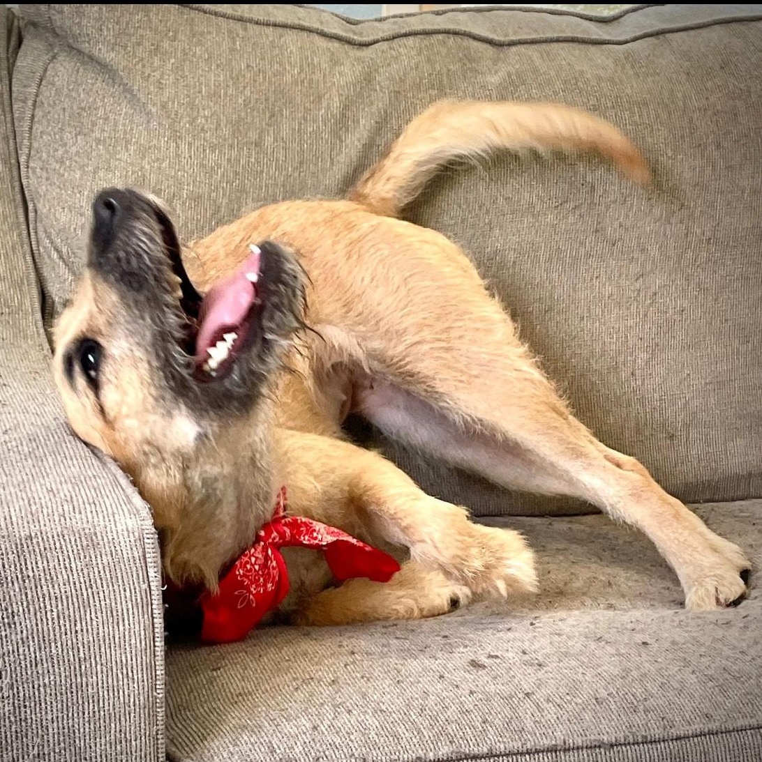 Honey, a Adopted mixed breed in Salem, MO image 3/6