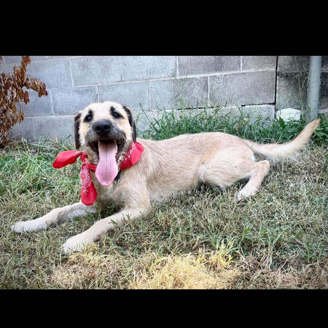 Honey, a Adopted mixed breed in Salem, MO image 2/6