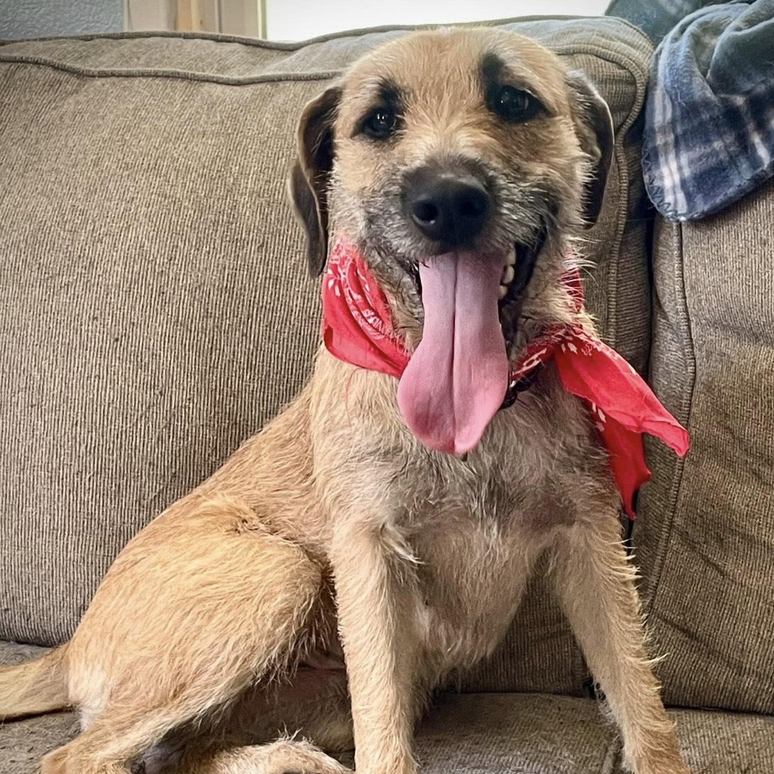 Honey, a Adopted mixed breed in Salem, MO image 6/6