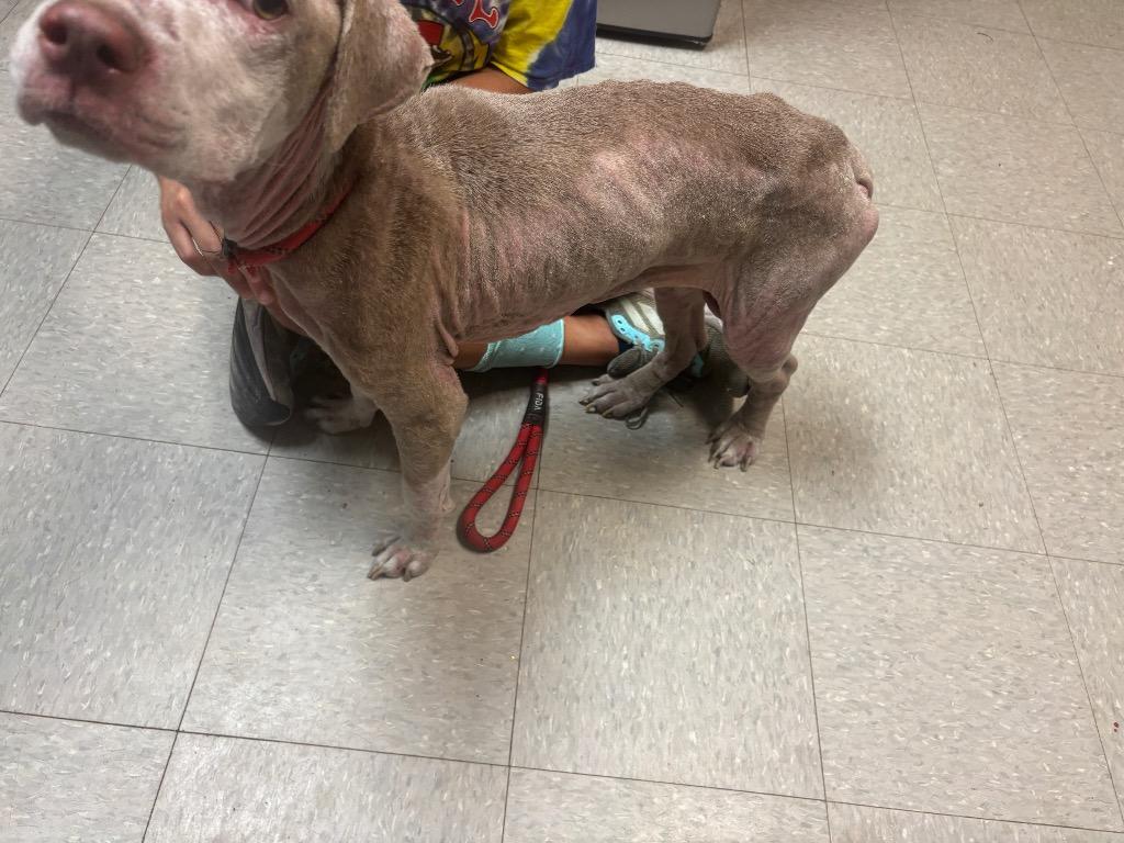 Enlarge Cocoa, a Adoptable Pit Bull Terrier in Sorrento, LA image 1/6