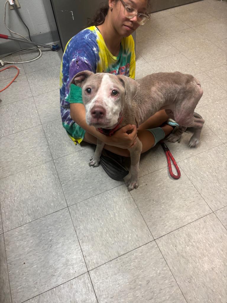 Enlarge Cocoa, a Adoptable Pit Bull Terrier in Sorrento, LA image 3/6