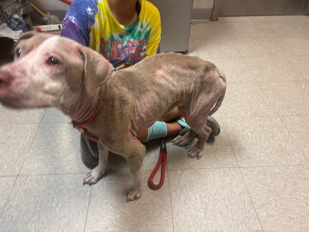 Enlarge Cocoa, a Adoptable Pit Bull Terrier in Sorrento, LA image 4/6