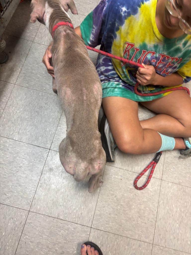 Cocoa, Adoptable, Adult Female Pit Bull Terrier.