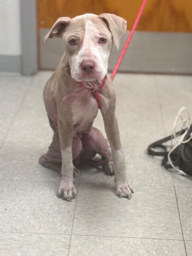 Enlarge Cocoa, a Adoptable Pit Bull Terrier in Sorrento, LA image 5/6