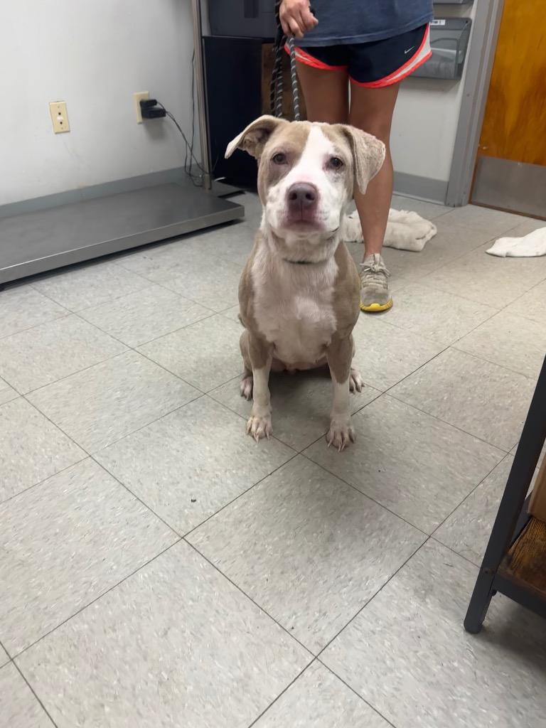 Enlarge Cocoa, a Adoptable Pit Bull Terrier in Sorrento, LA image 6/6