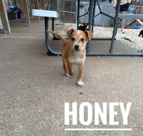Enlarge Honey, an adopted mixed breed in Manhattan, KS image 1/3