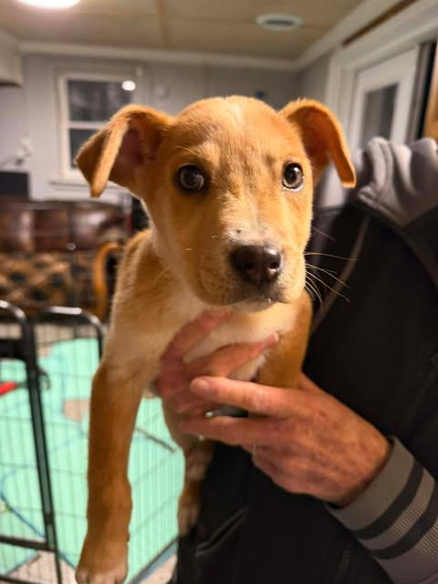 Enlarge Honey, an adopted mixed breed in Manhattan, KS image 2/3