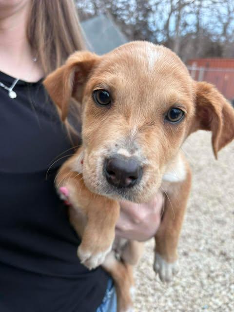 Enlarge Honey, an adopted mixed breed in Manhattan, KS image 3/3