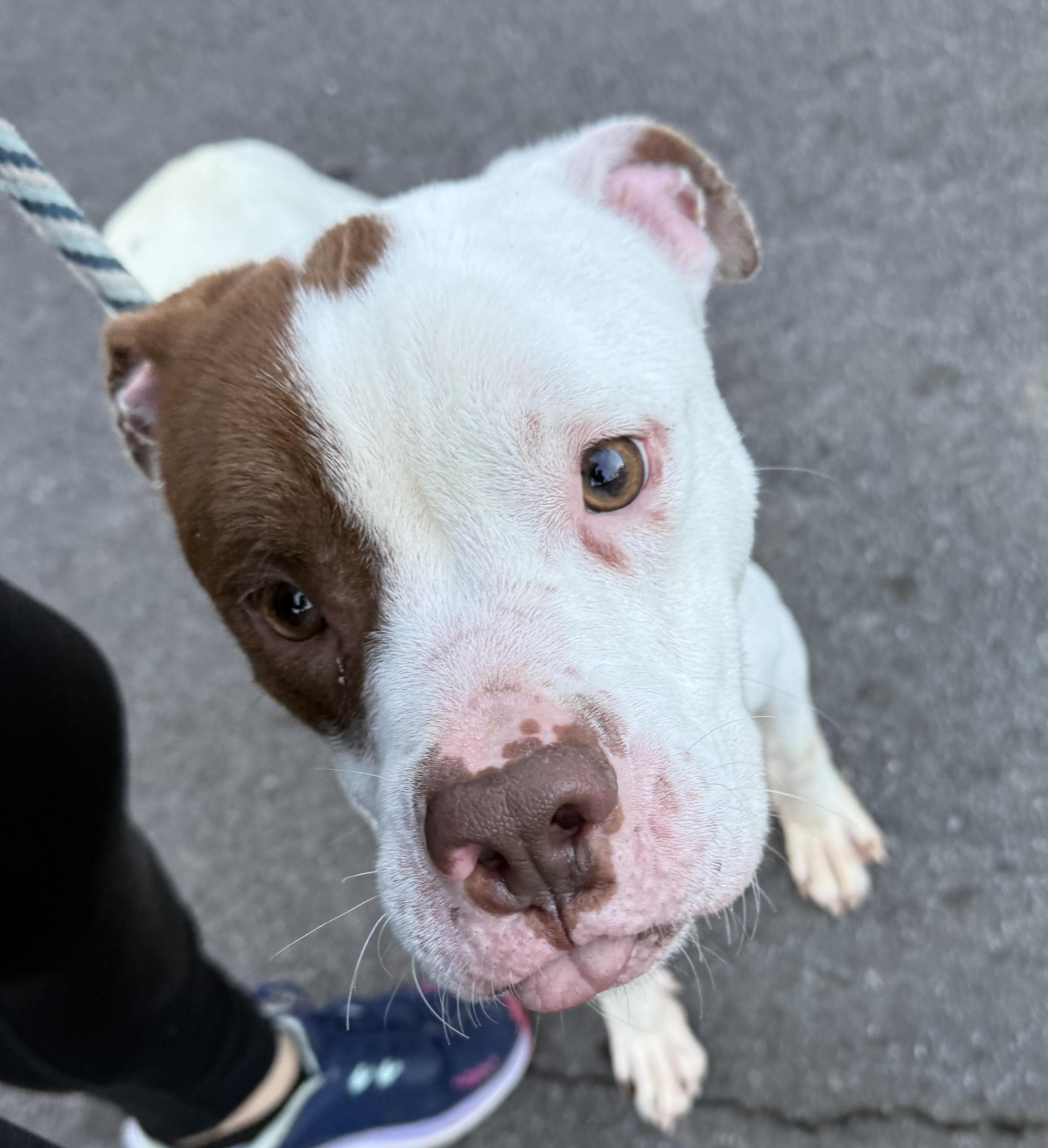 Clifford, urgent need for foster or adopter!, Adopted, Young Male Coonhound & American Staffordshire Terrier.