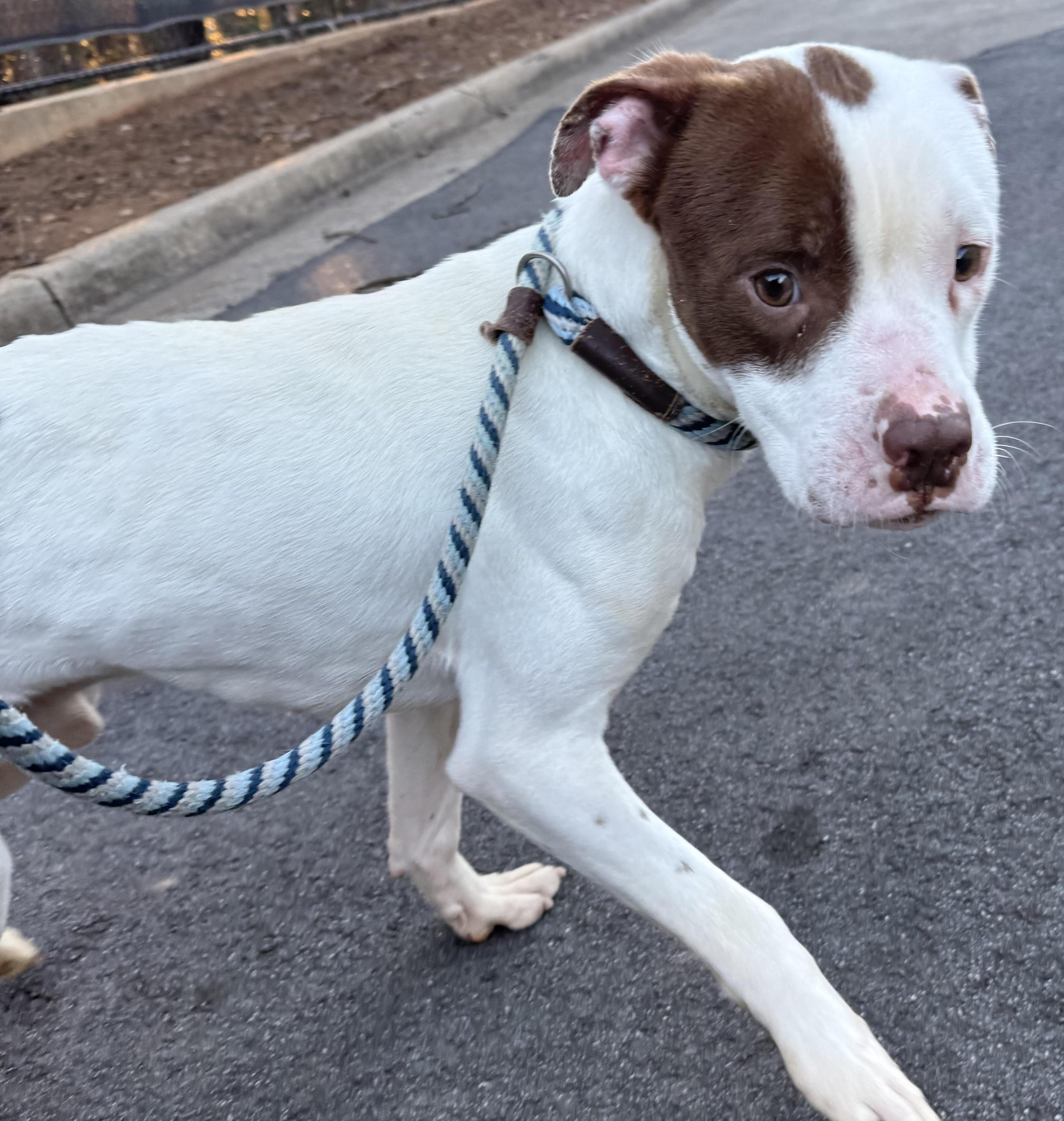 Enlarge Clifford, urgent need for foster or adopter!, a Adopted mixed breed in Peachtree Corners, GA image 2/4