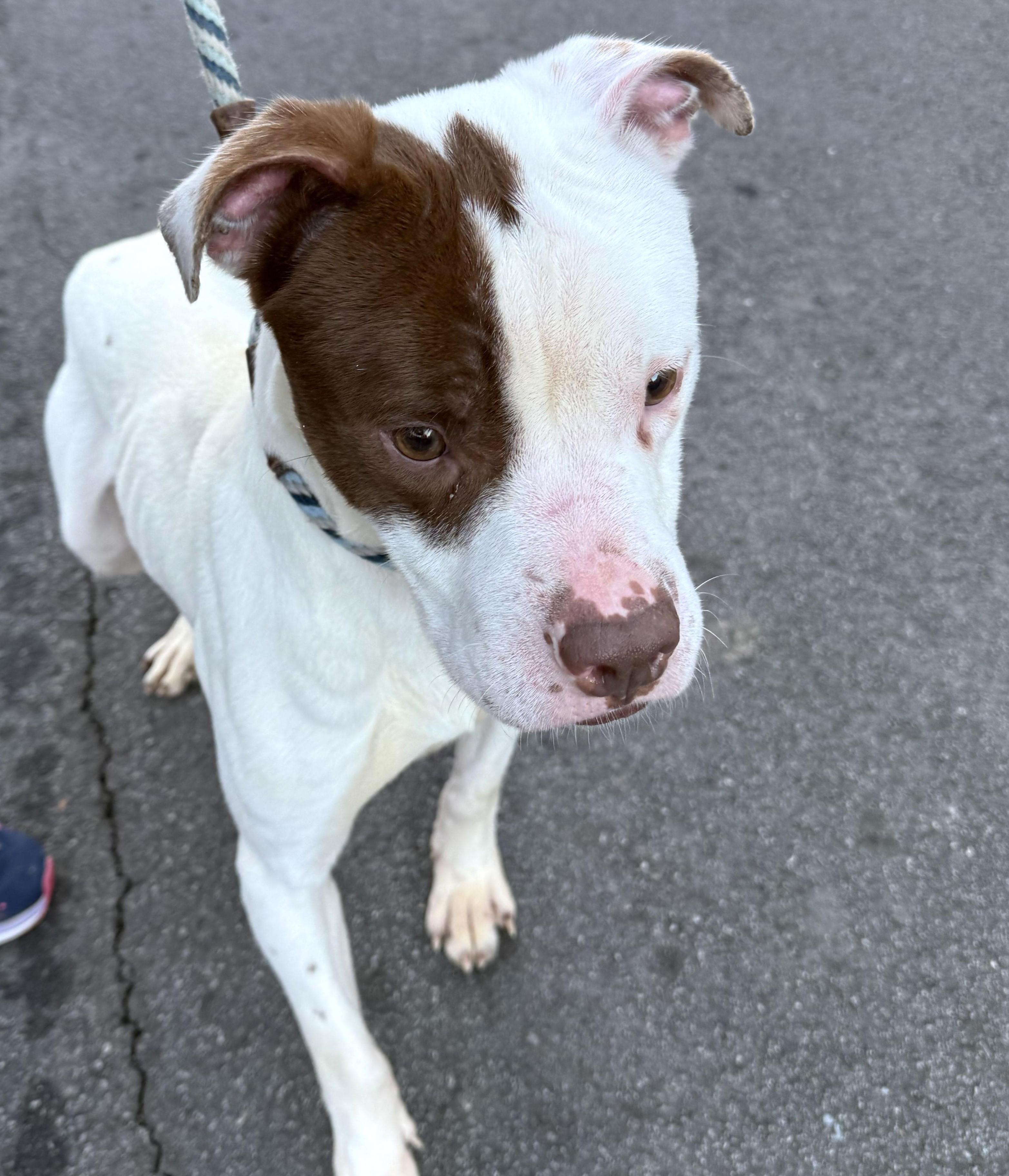 Enlarge Clifford, urgent need for foster or adopter!, a Adopted mixed breed in Peachtree Corners, GA image 3/4