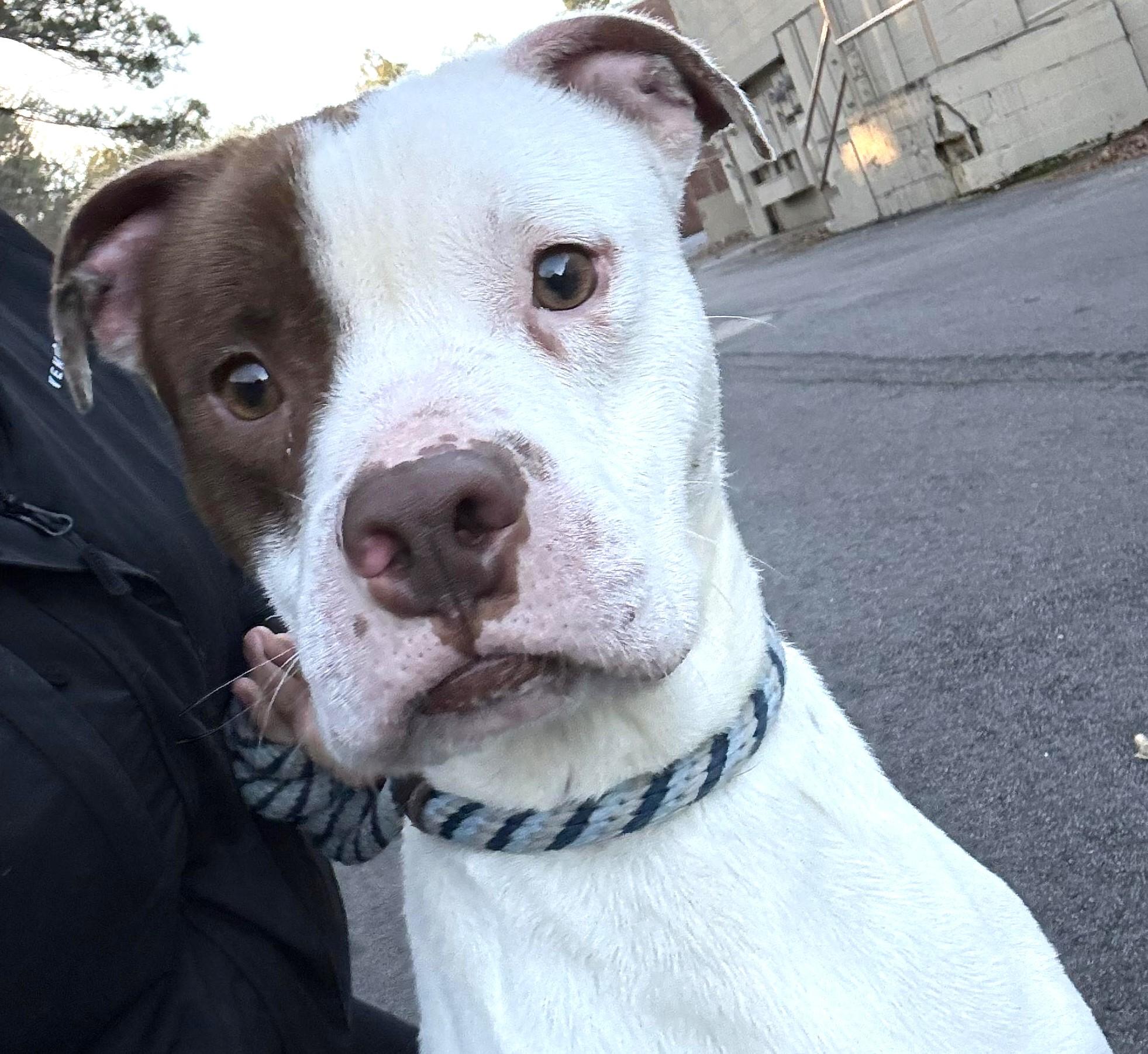 Enlarge Clifford, urgent need for foster or adopter!, a Adopted mixed breed in Peachtree Corners, GA image 4/4