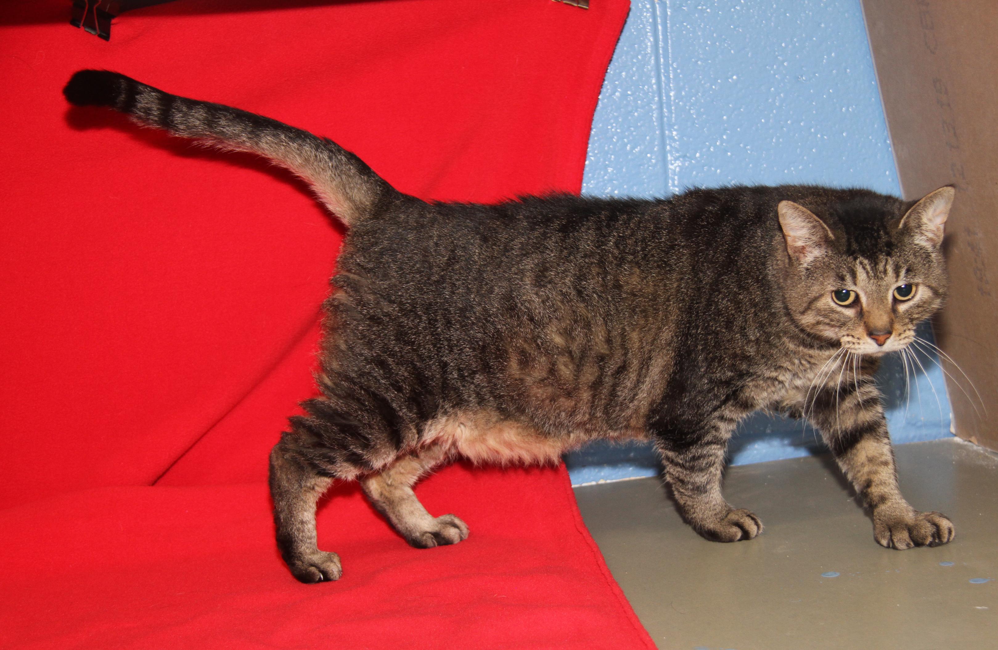 Larrysia thumbnail 3