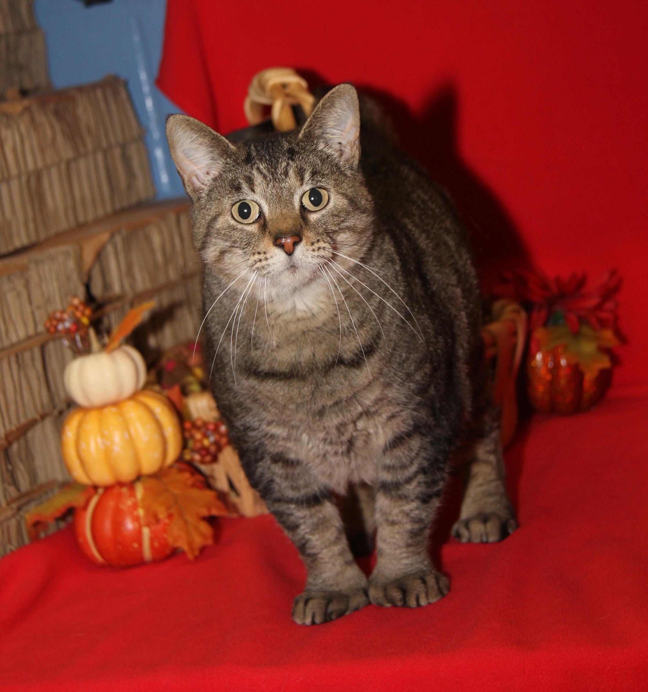 Larrysia thumbnail 4