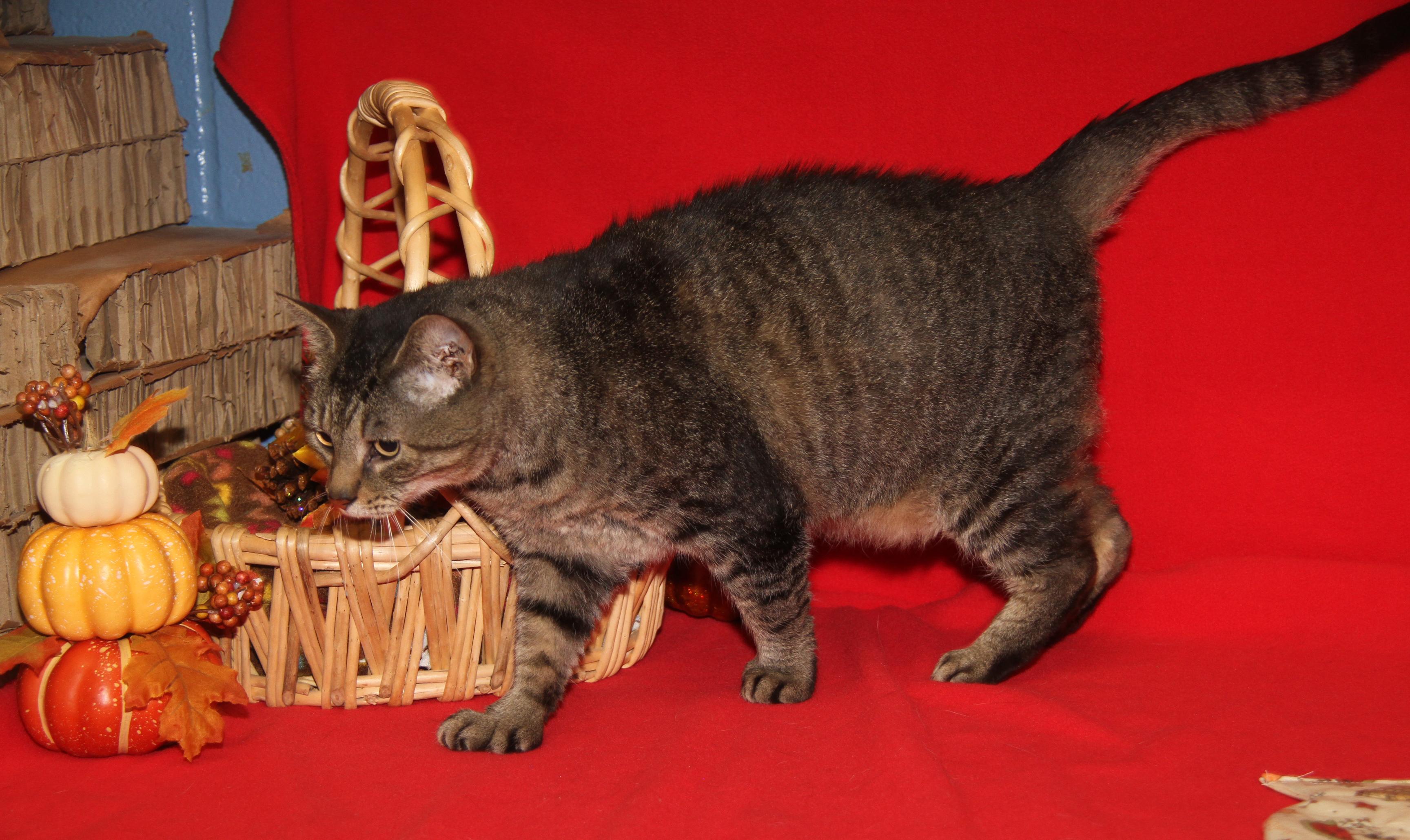 Larrysia thumbnail 5