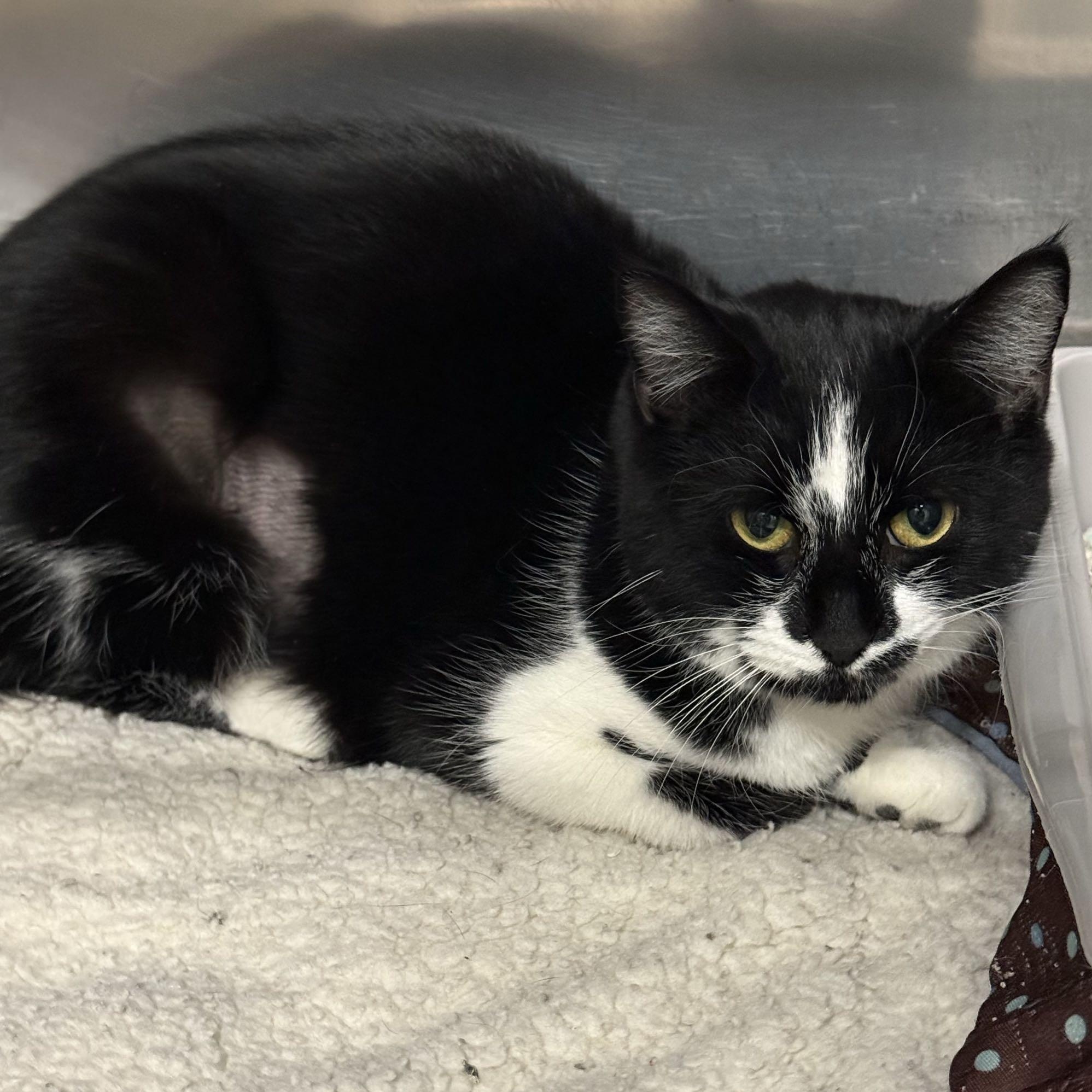 Enlarge Blackjack, a Adoptable Domestic Short Hair in Exeter, RI image 3/3