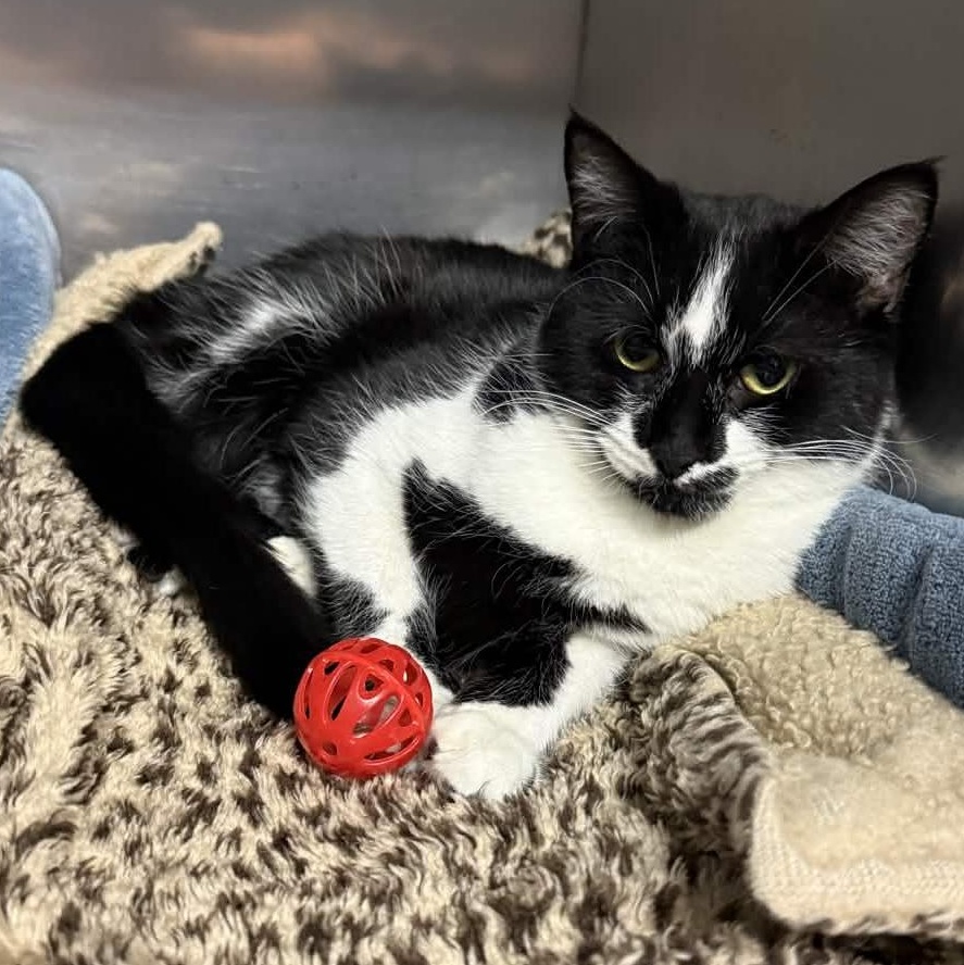 Enlarge Blackjack, a Adoptable Domestic Short Hair in Exeter, RI image 2/3