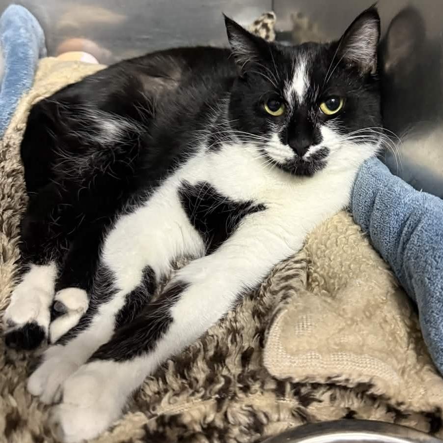 Enlarge Blackjack, a Adoptable Domestic Short Hair in Exeter, RI image 1/3