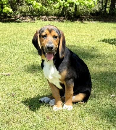 Blackie, a Adoptable mixed breed in Texarkana, TX image 1/3