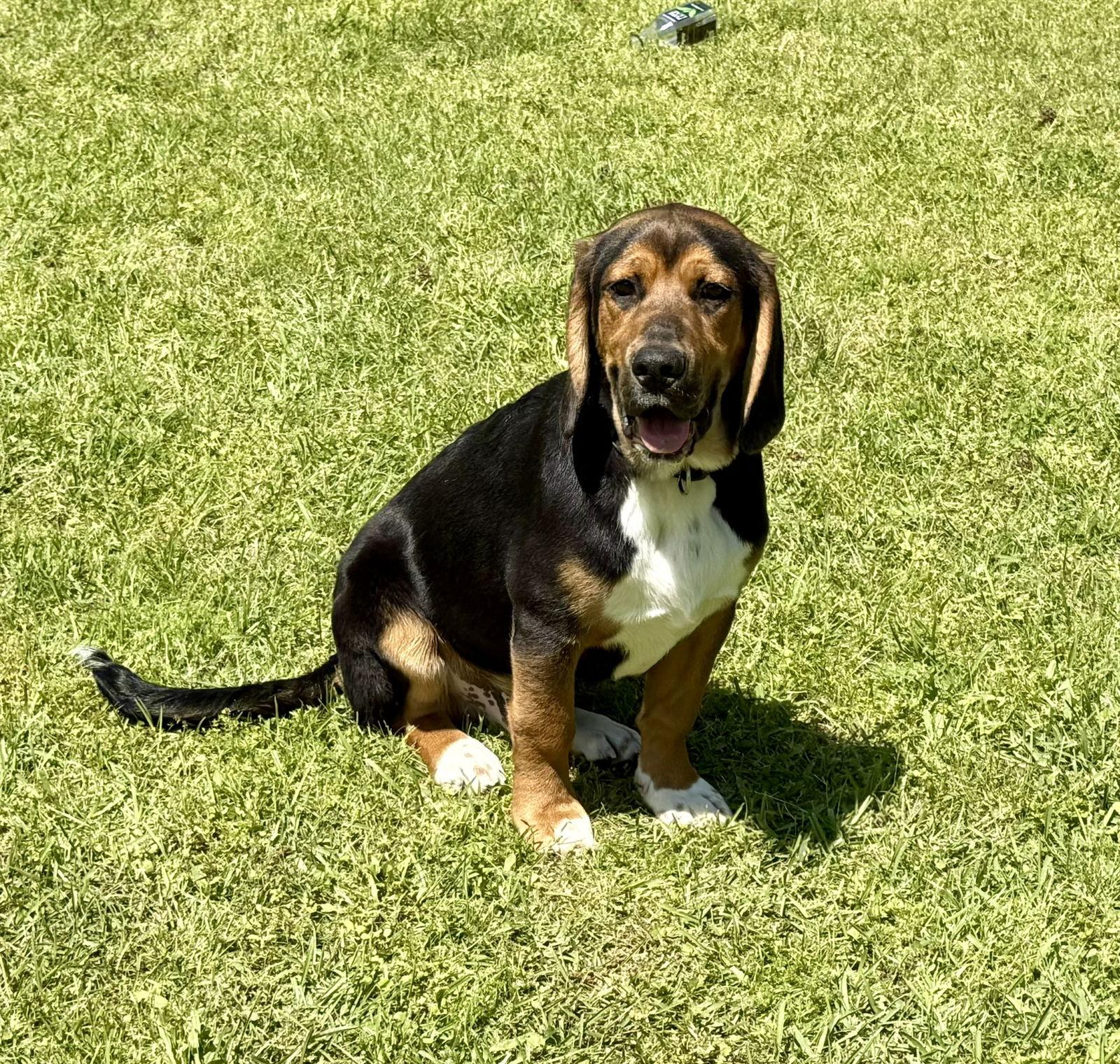 Blackie, a Adoptable mixed breed in Texarkana, TX image 2/3