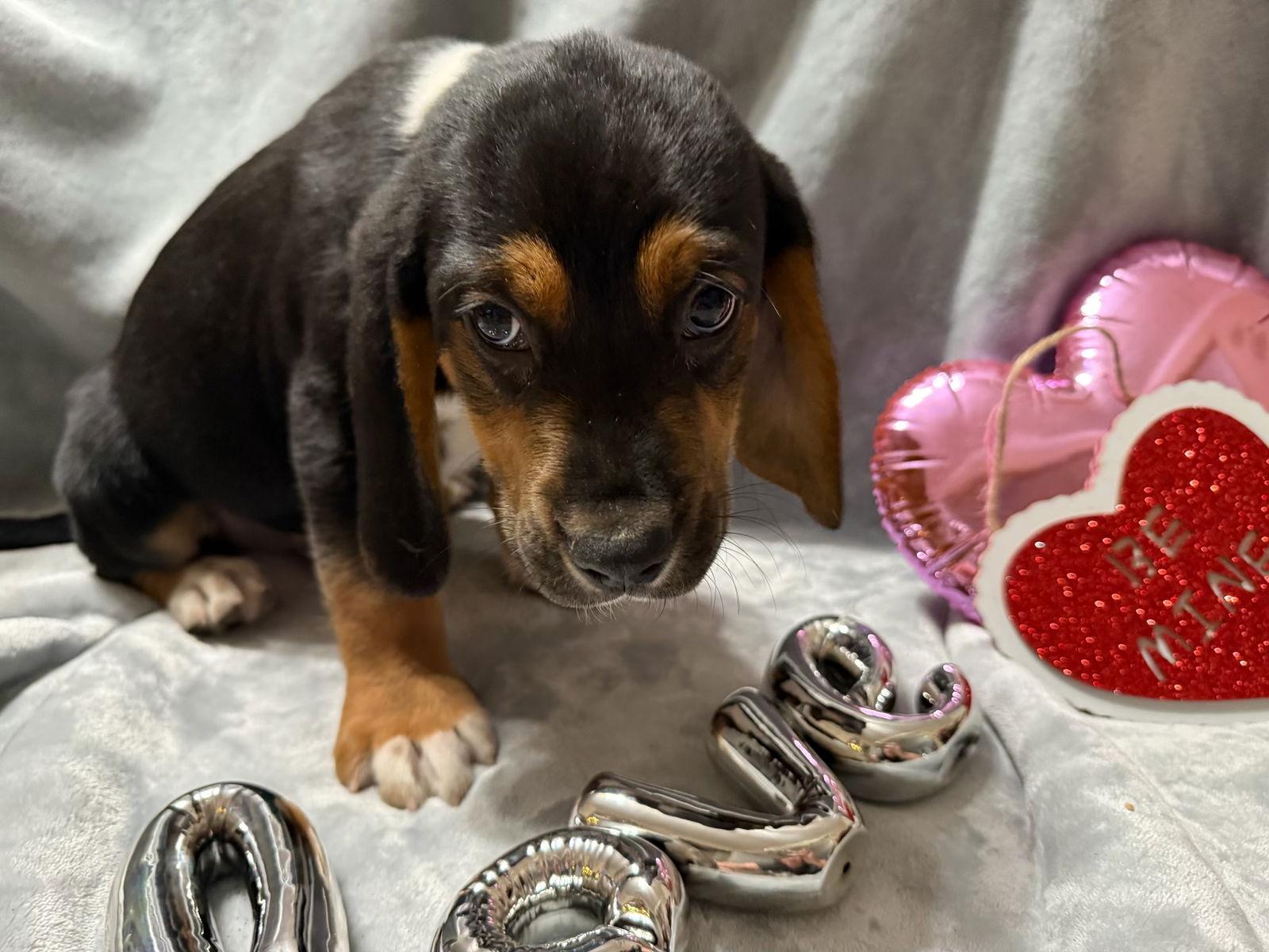 Blackie, a Adoptable mixed breed in Texarkana, TX image 3/3
