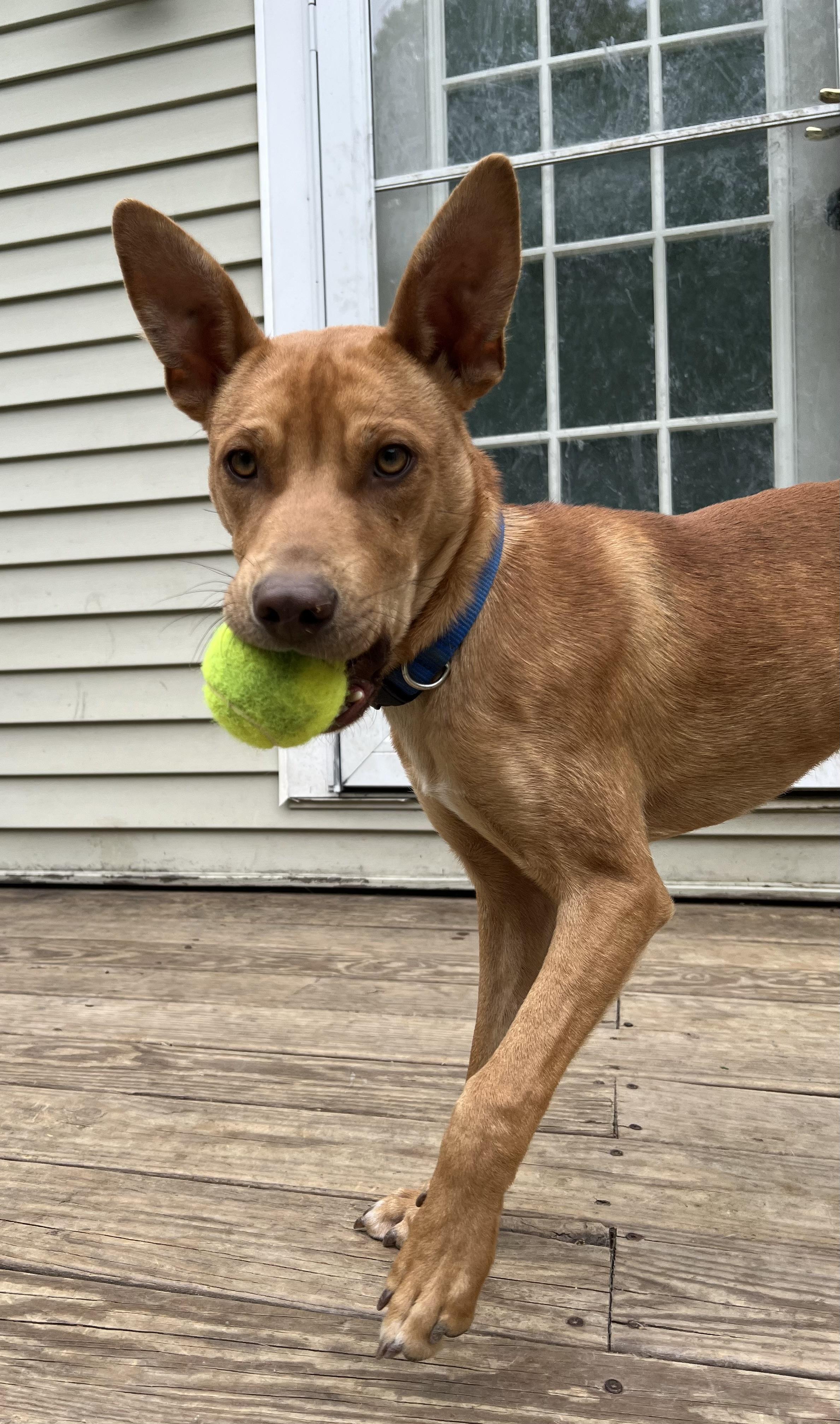 Max, an adopted Mixed Breed in Bowdoin, ME image 6/6