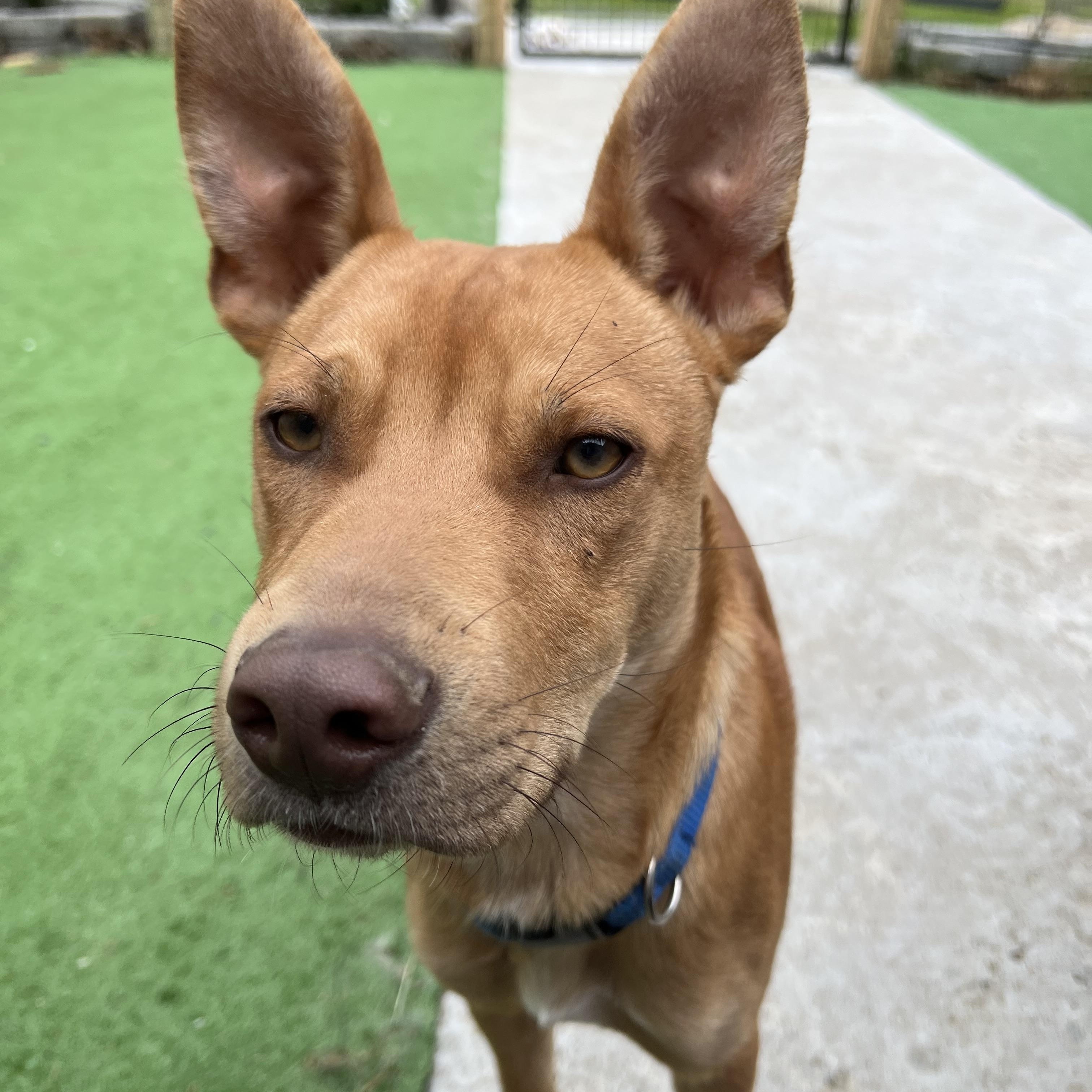 Max, an adopted Mixed Breed in Bowdoin, ME image 2/6