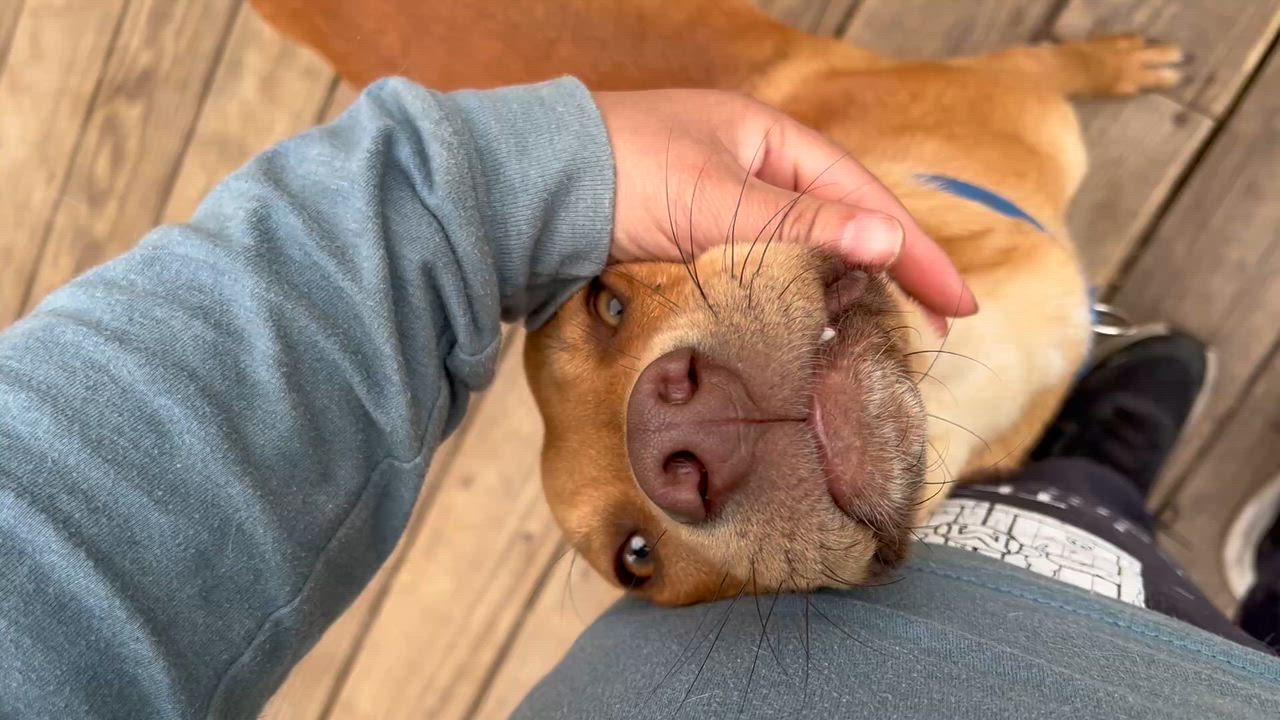 Enlarge Max, an adopted Mixed Breed in Bowdoin, ME video 4/6