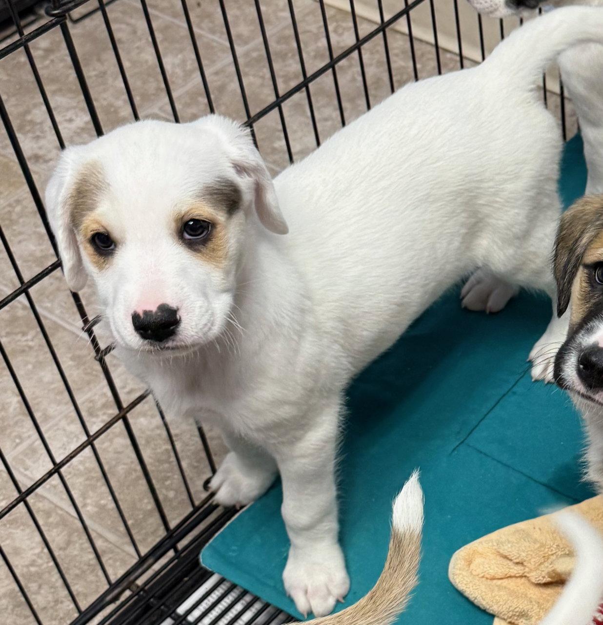 Hunter, Adoptable, Puppy Male Boxer & Siberian Husky.