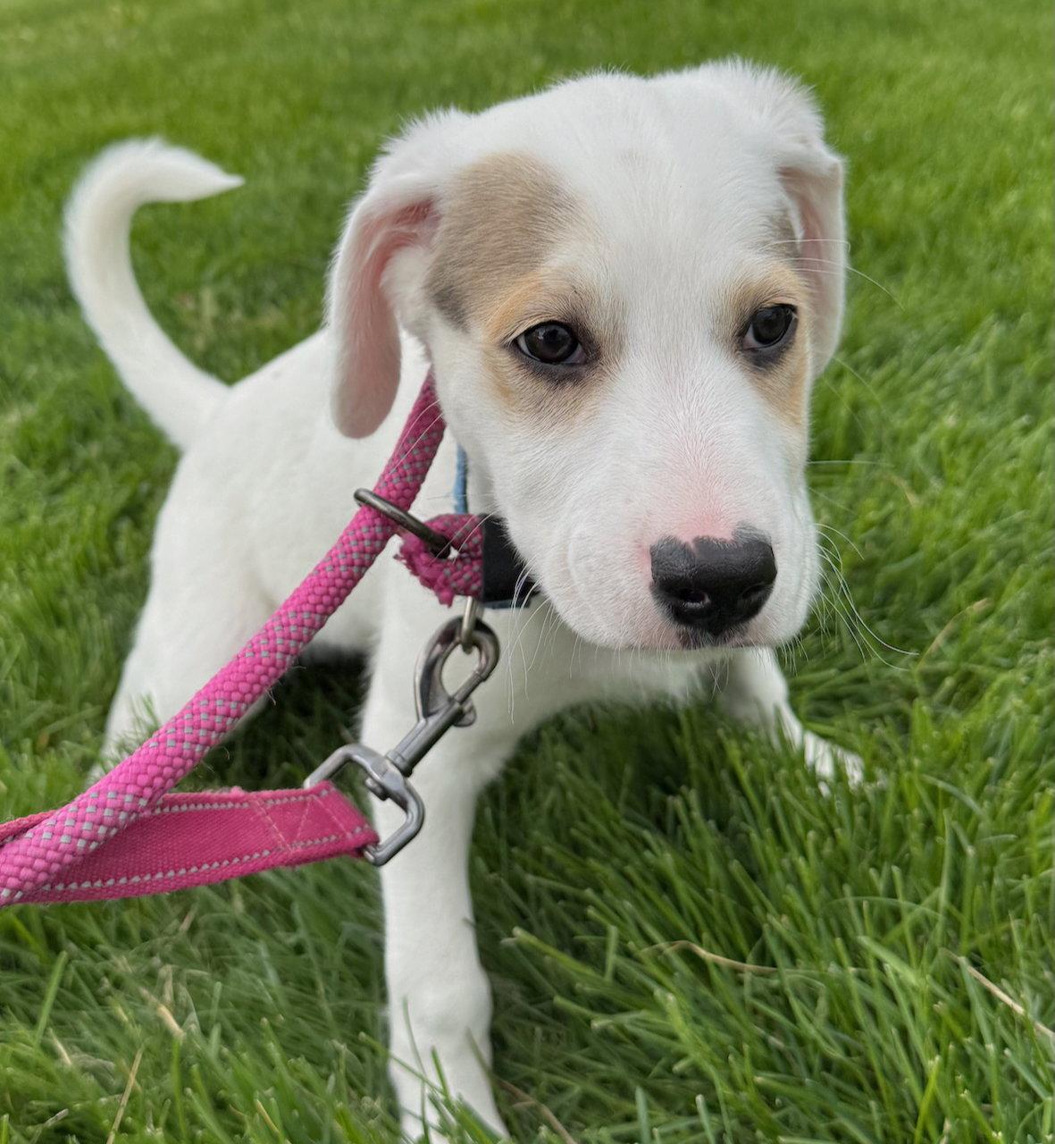 Hunter, a Adoptable mixed breed in GILBERTS, IL image 2/3