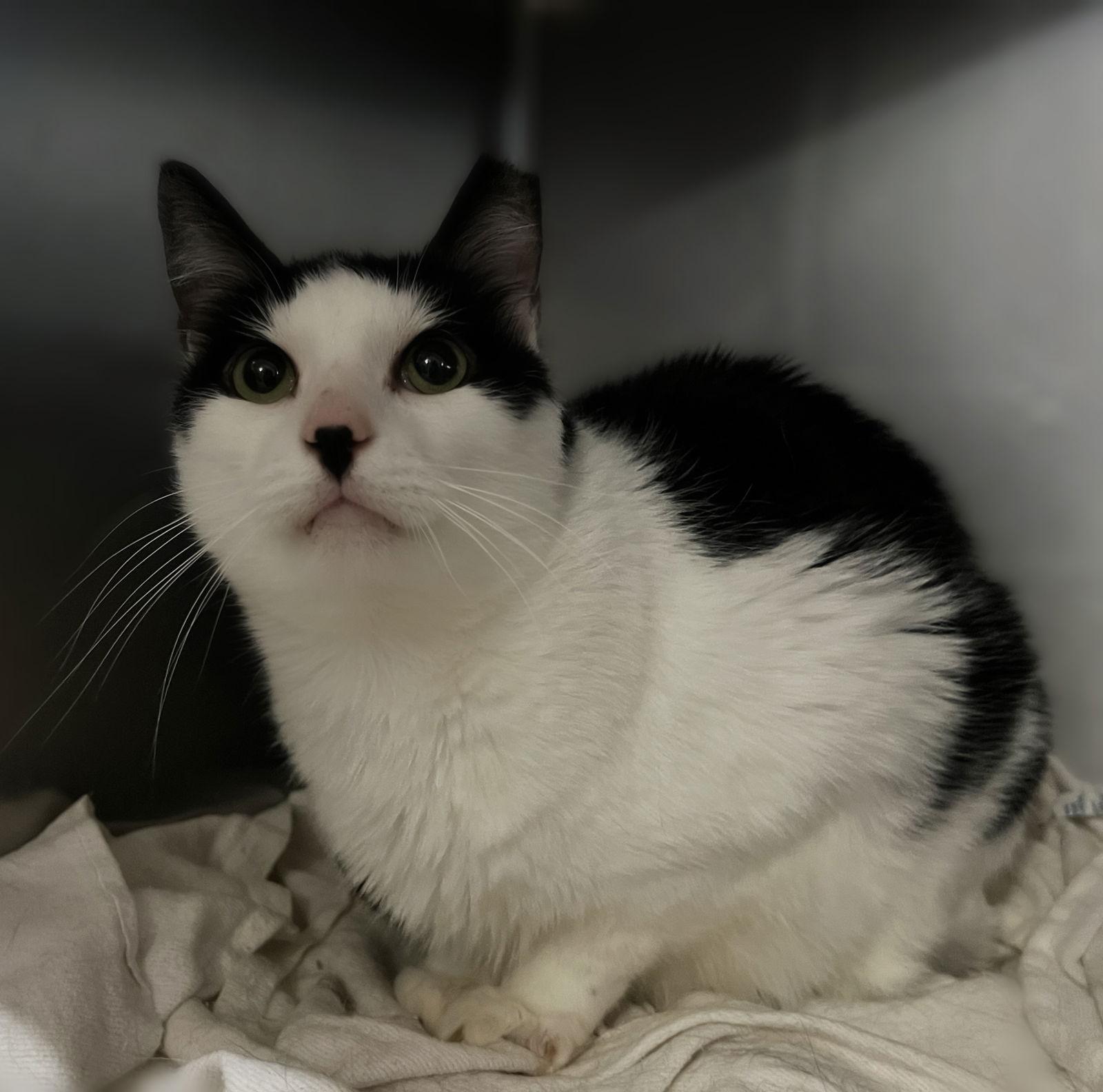 Enlarge Mo Mo- (Working Cat), a Adoptable Domestic Short Hair in Furlong, PA image 1/4