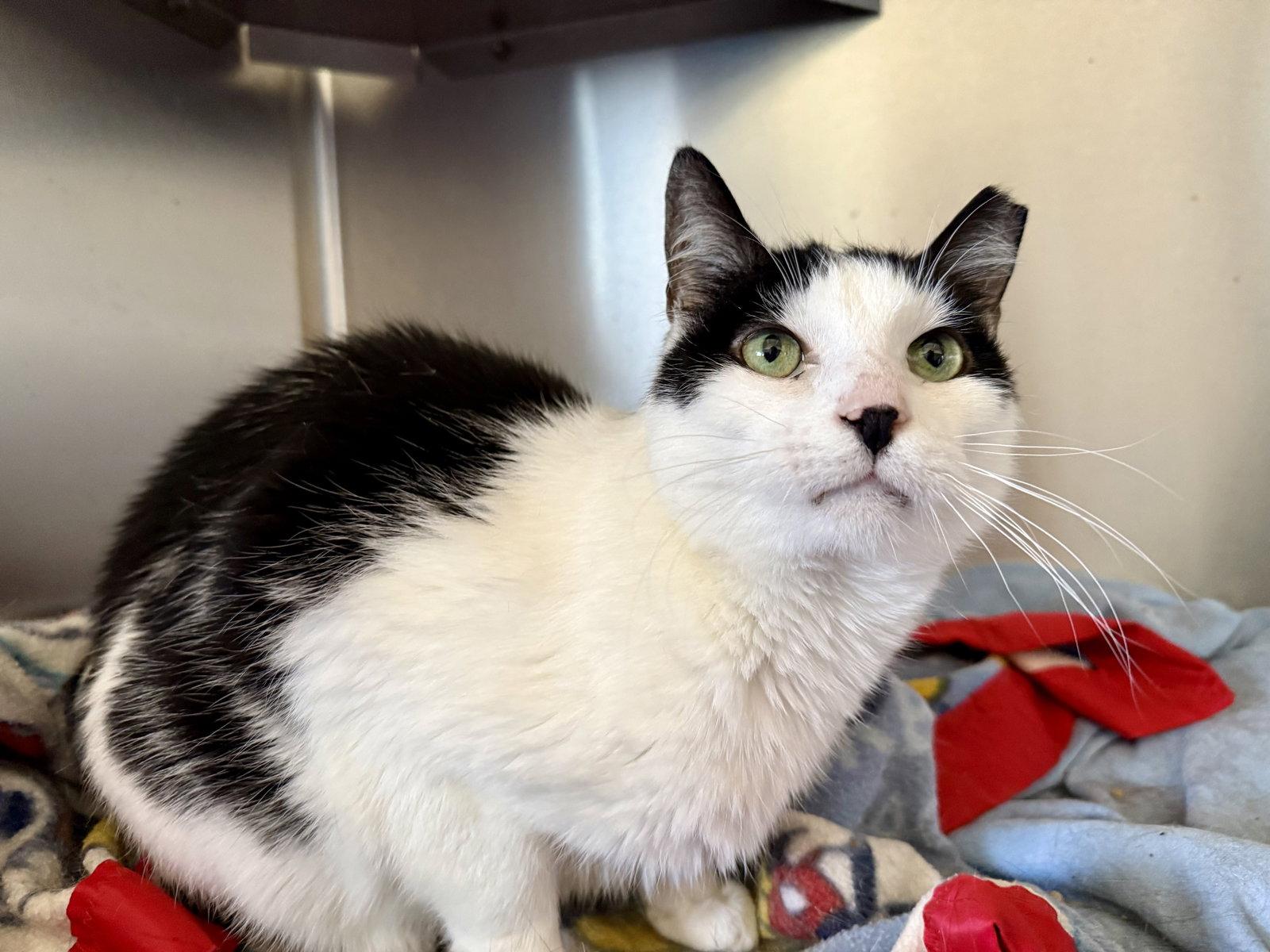 Enlarge Mo Mo- (Working Cat), a Adoptable Domestic Short Hair in Furlong, PA image 2/3