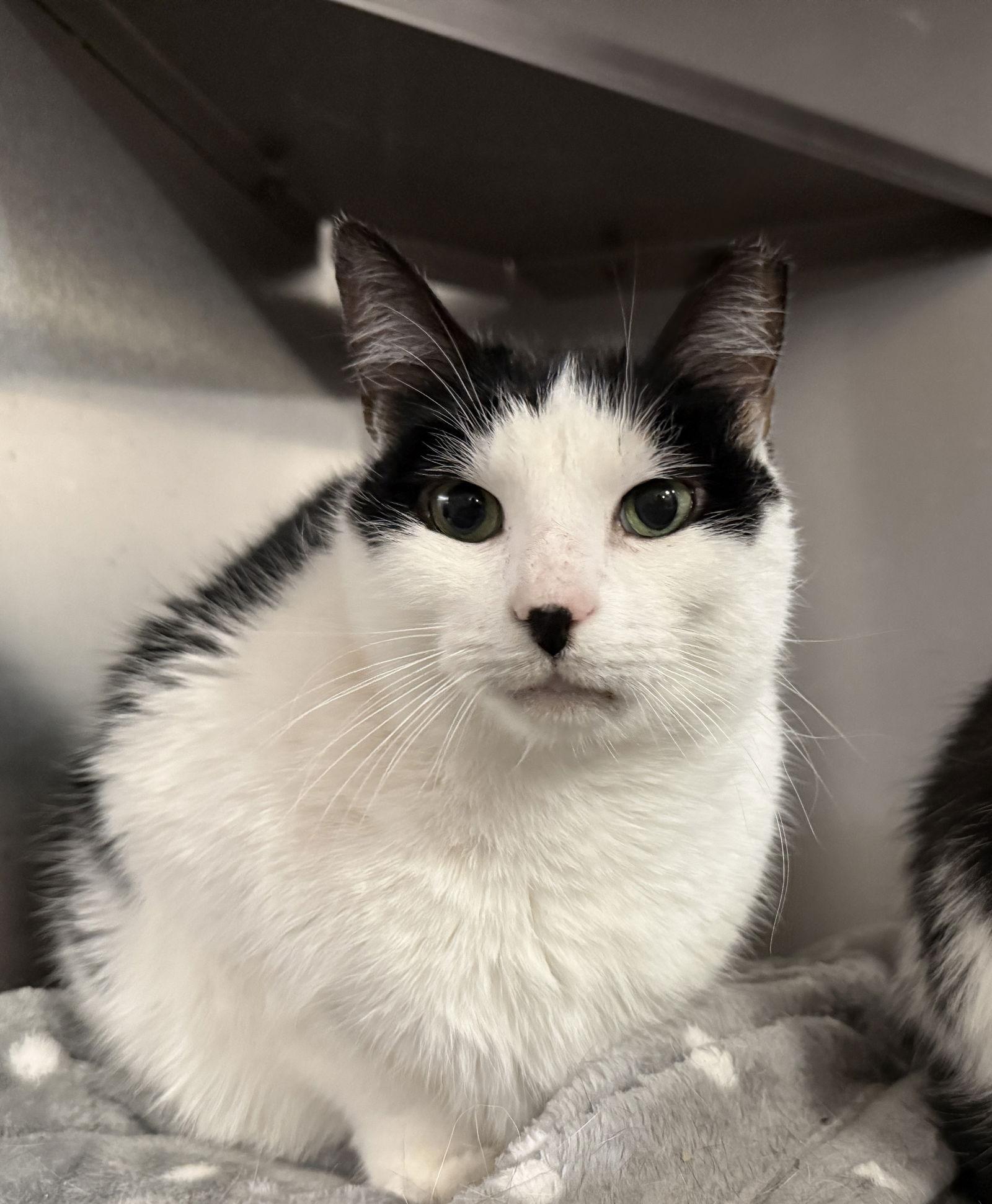 Enlarge Mo Mo- (Working Cat), a Adoptable Domestic Short Hair in Furlong, PA image 2/3