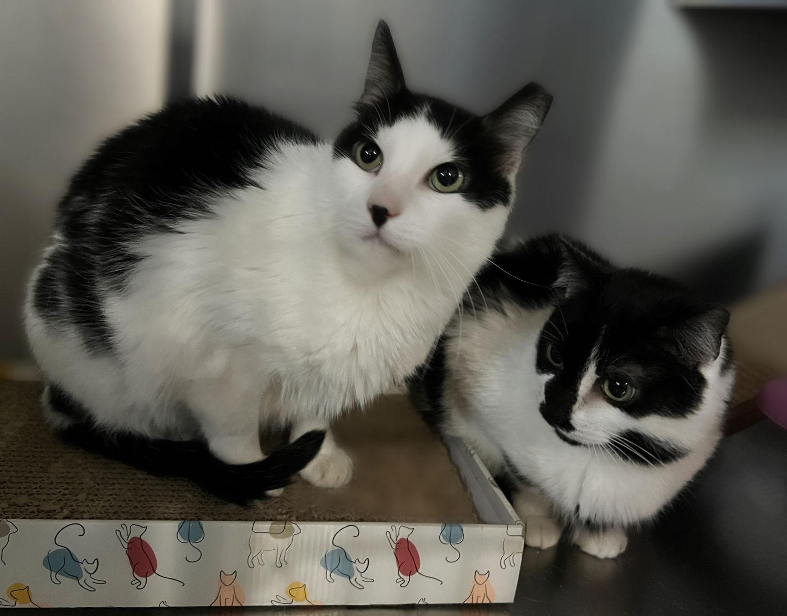 Enlarge Mo Mo- (Working Cat), a Adoptable Domestic Short Hair in Furlong, PA image 2/4