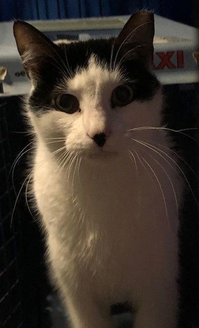 Enlarge Mo Mo- (Working Cat), a Adoptable Domestic Short Hair in Furlong, PA image 3/4