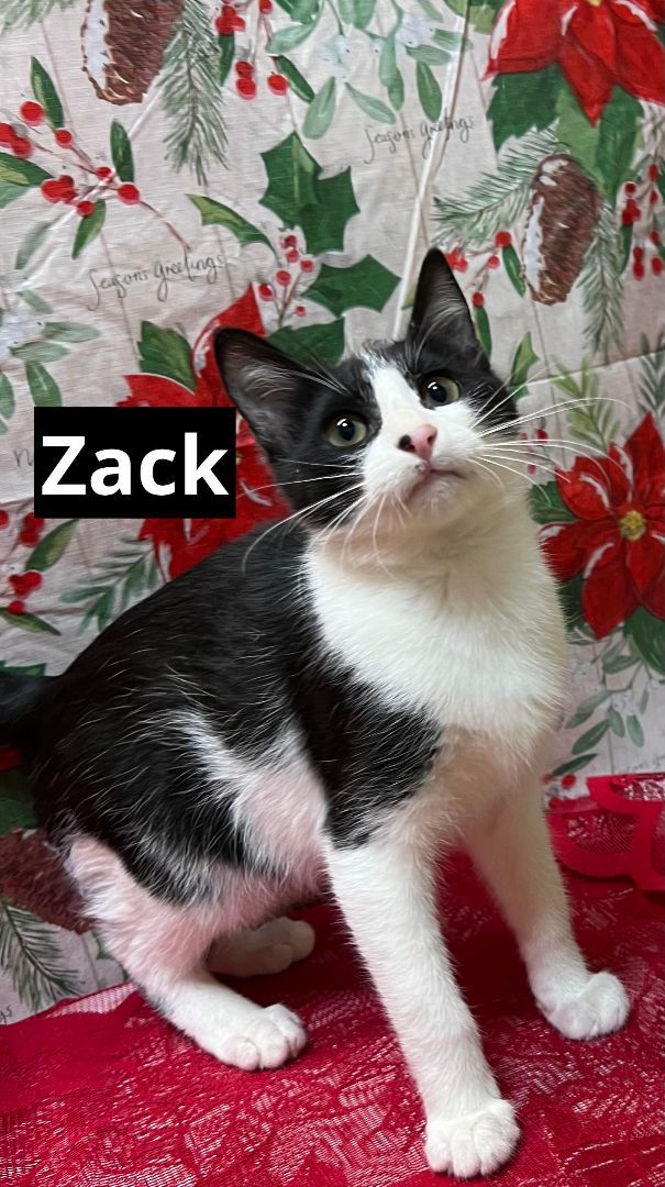 Zack, an adopted Domestic Short Hair in Atwater, CA_image-1